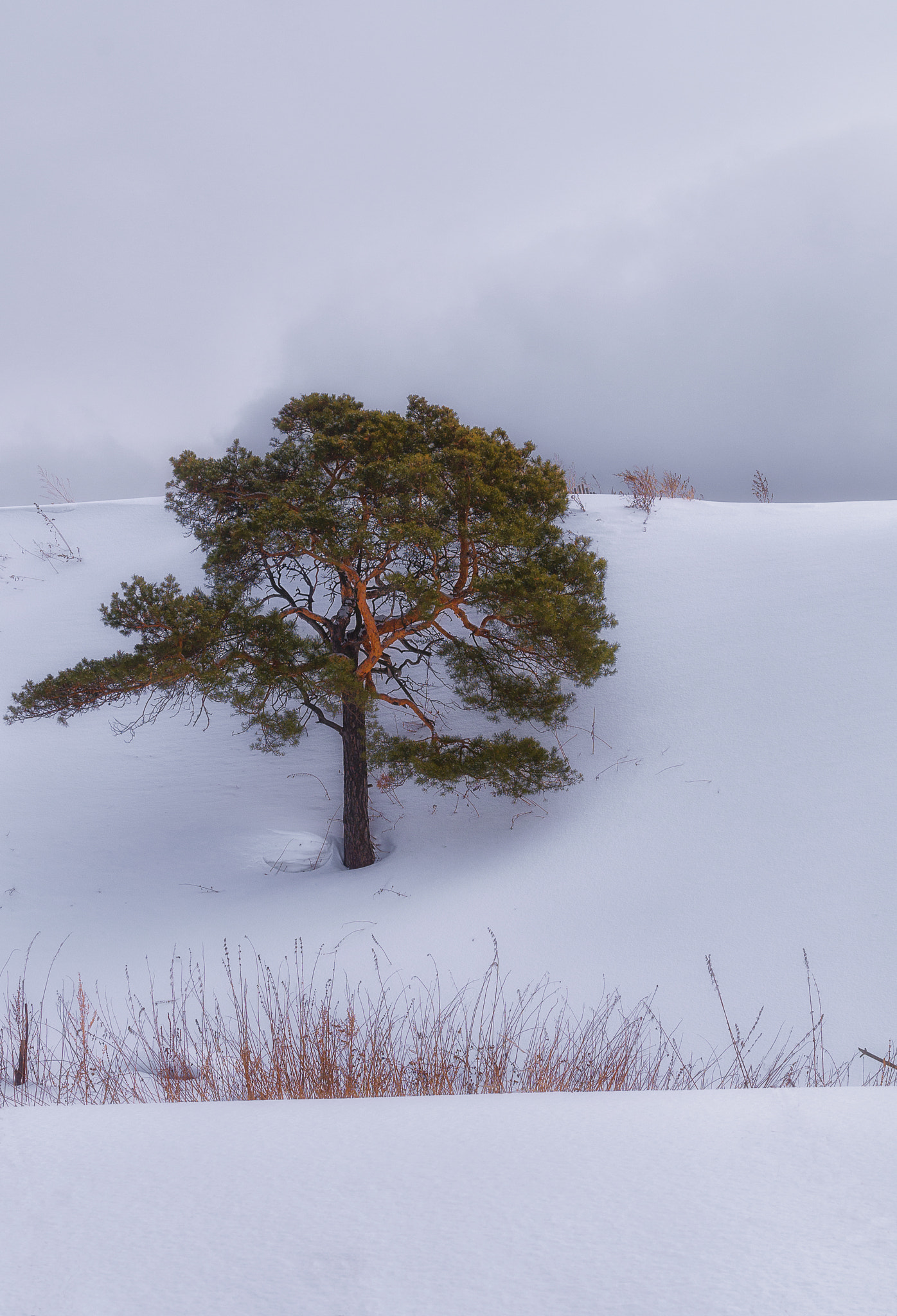 Pentax K-500 sample photo. Сосна и облако photography