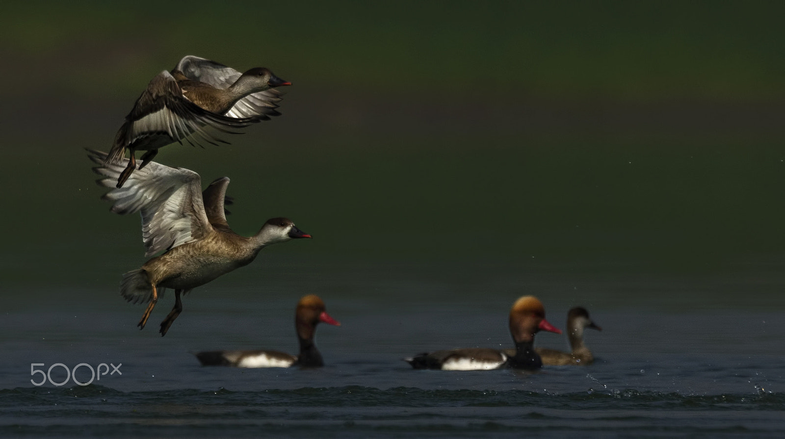 Nikon D7000 + Nikon AF-S Nikkor 500mm F4G ED VR sample photo. Common pochard photography