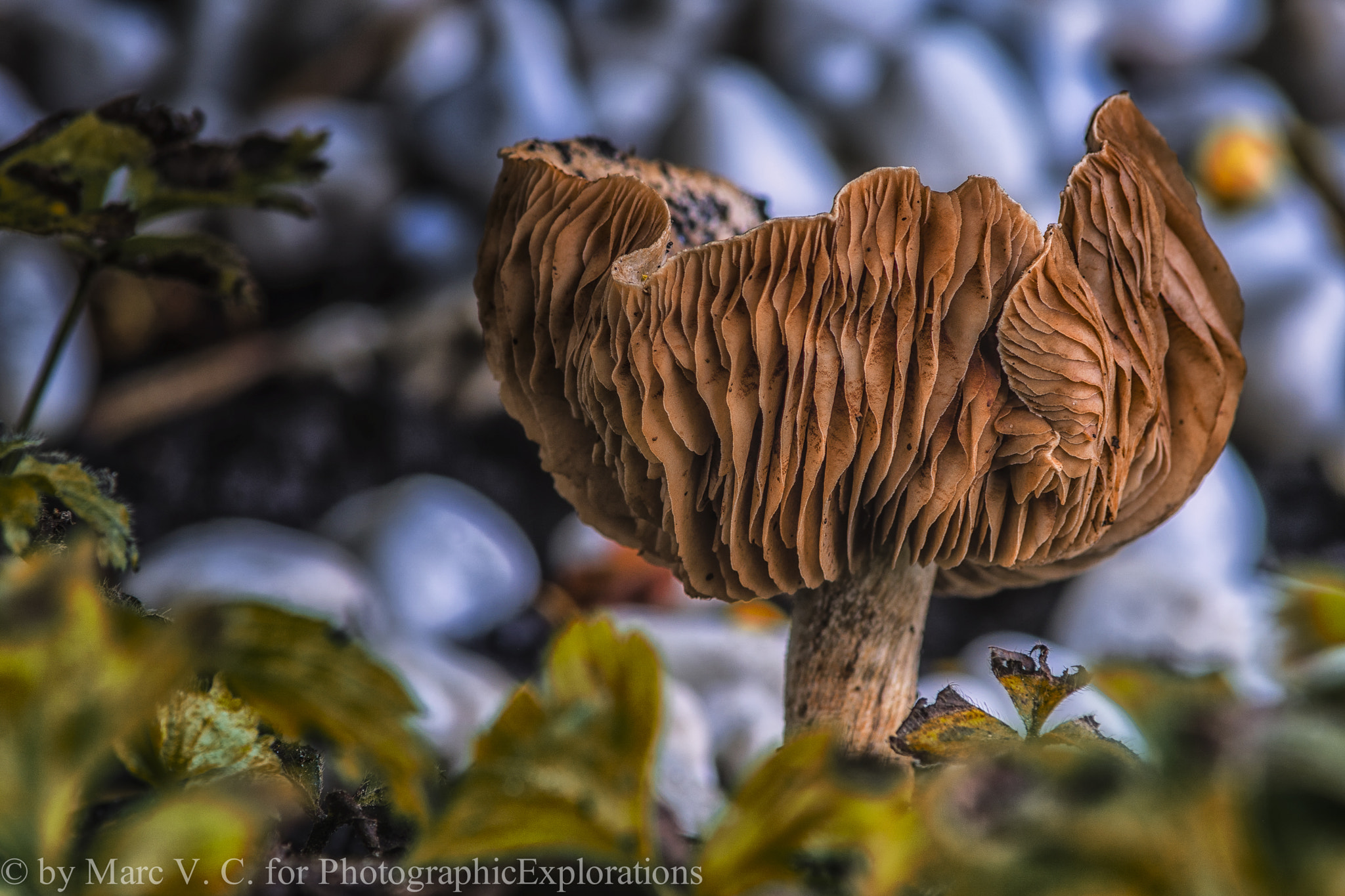 Sony ILCA-77M2 + Minolta AF 70-210mm F4 Macro sample photo. Mushroom (van ) photography