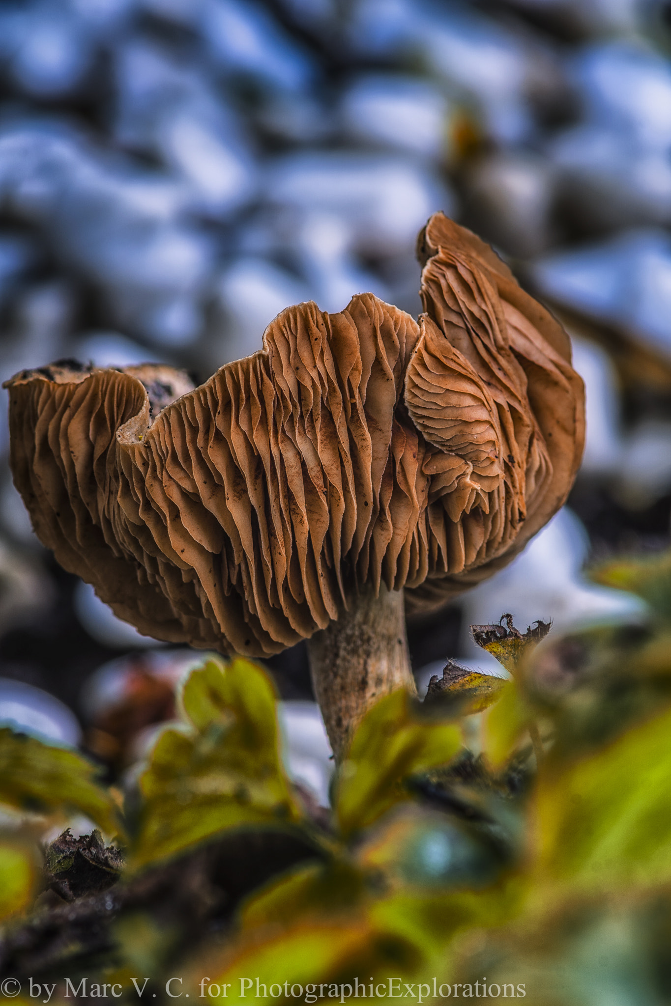 Sony ILCA-77M2 + Minolta AF 70-210mm F4 Macro sample photo. Mushroom (van ) photography