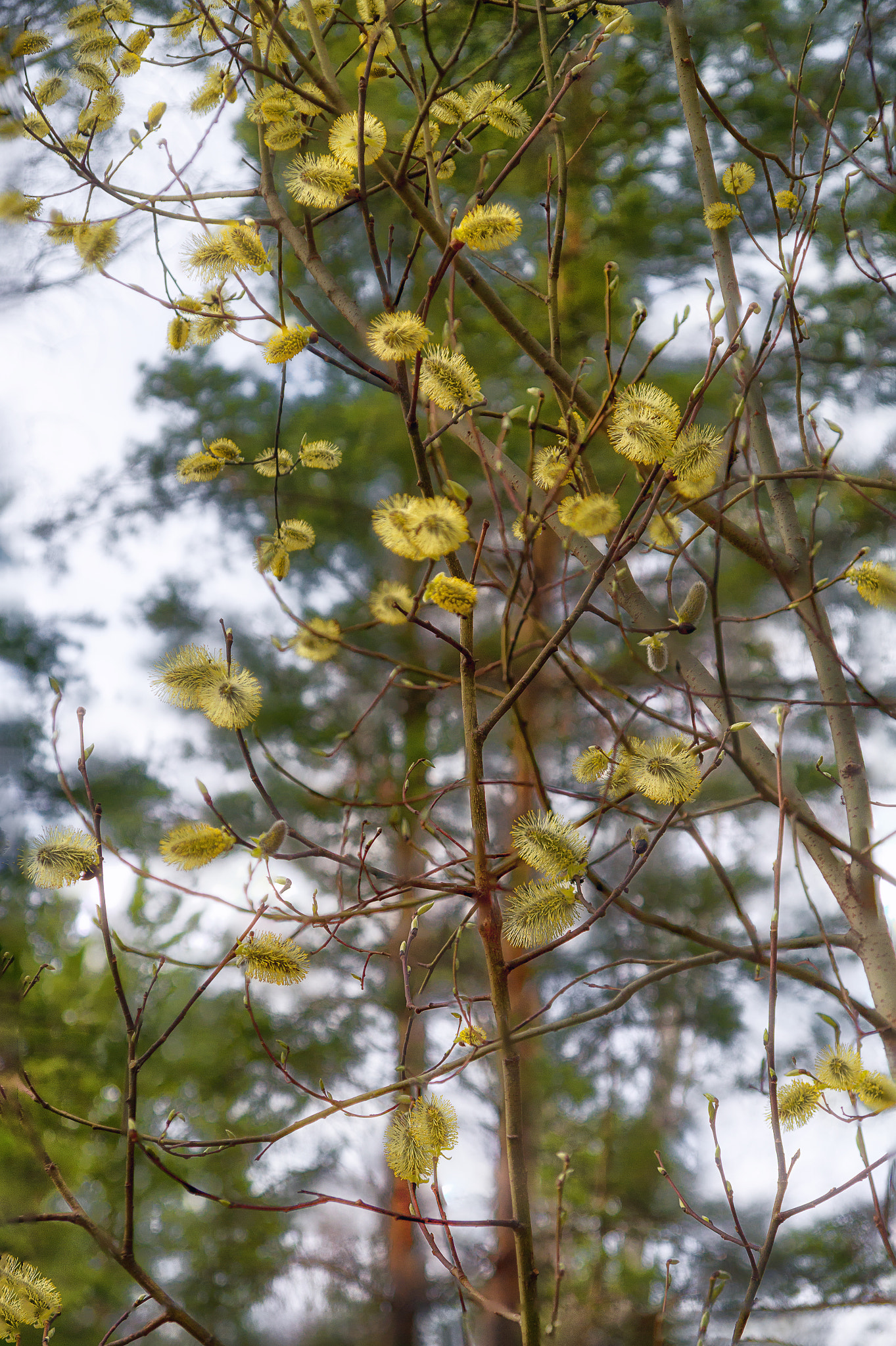 Pentax K-500 sample photo. Сережки photography