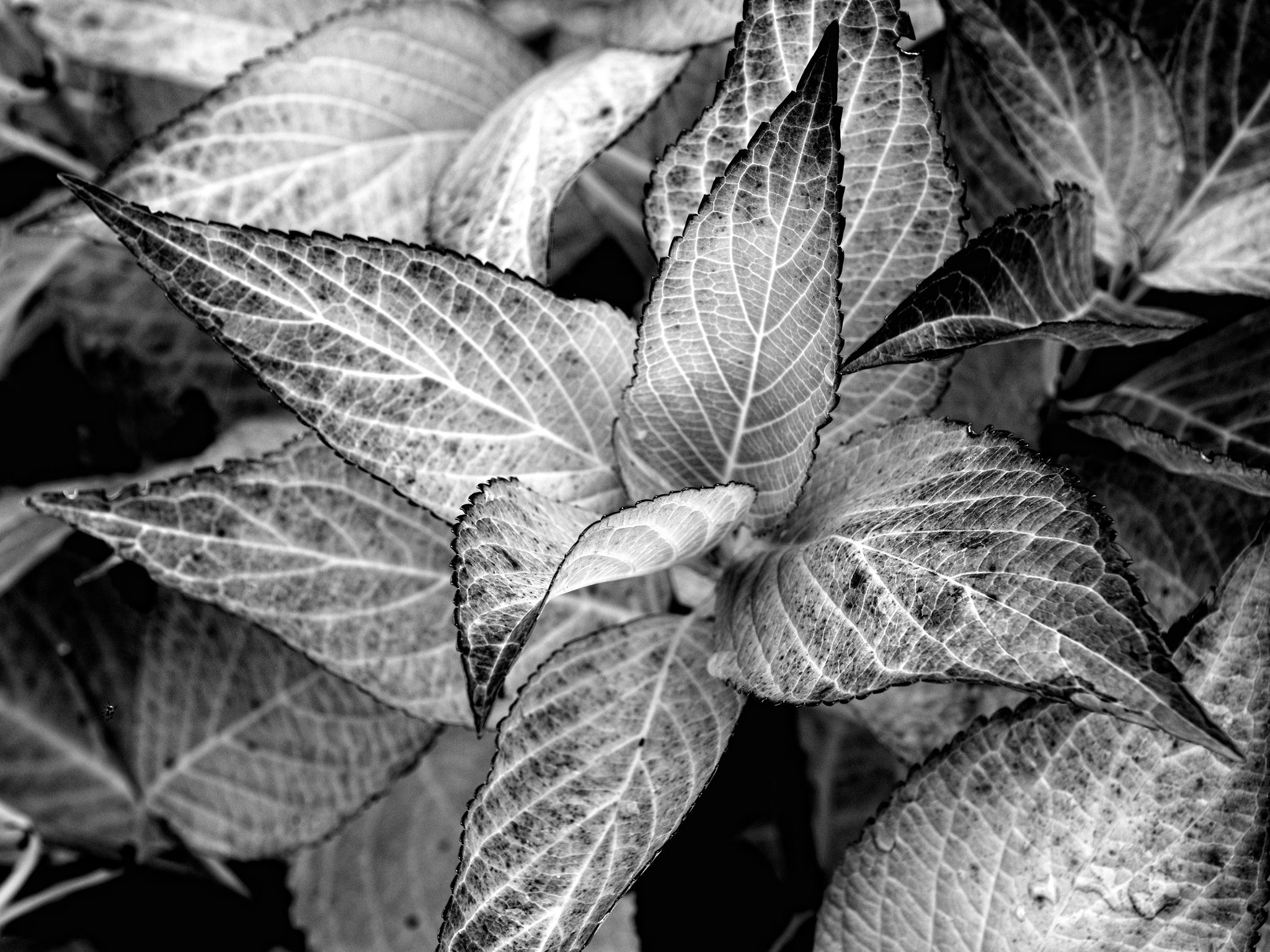 Nikon D600 + Sigma 24-70mm F2.8 EX DG Macro sample photo. Hydrangea photography