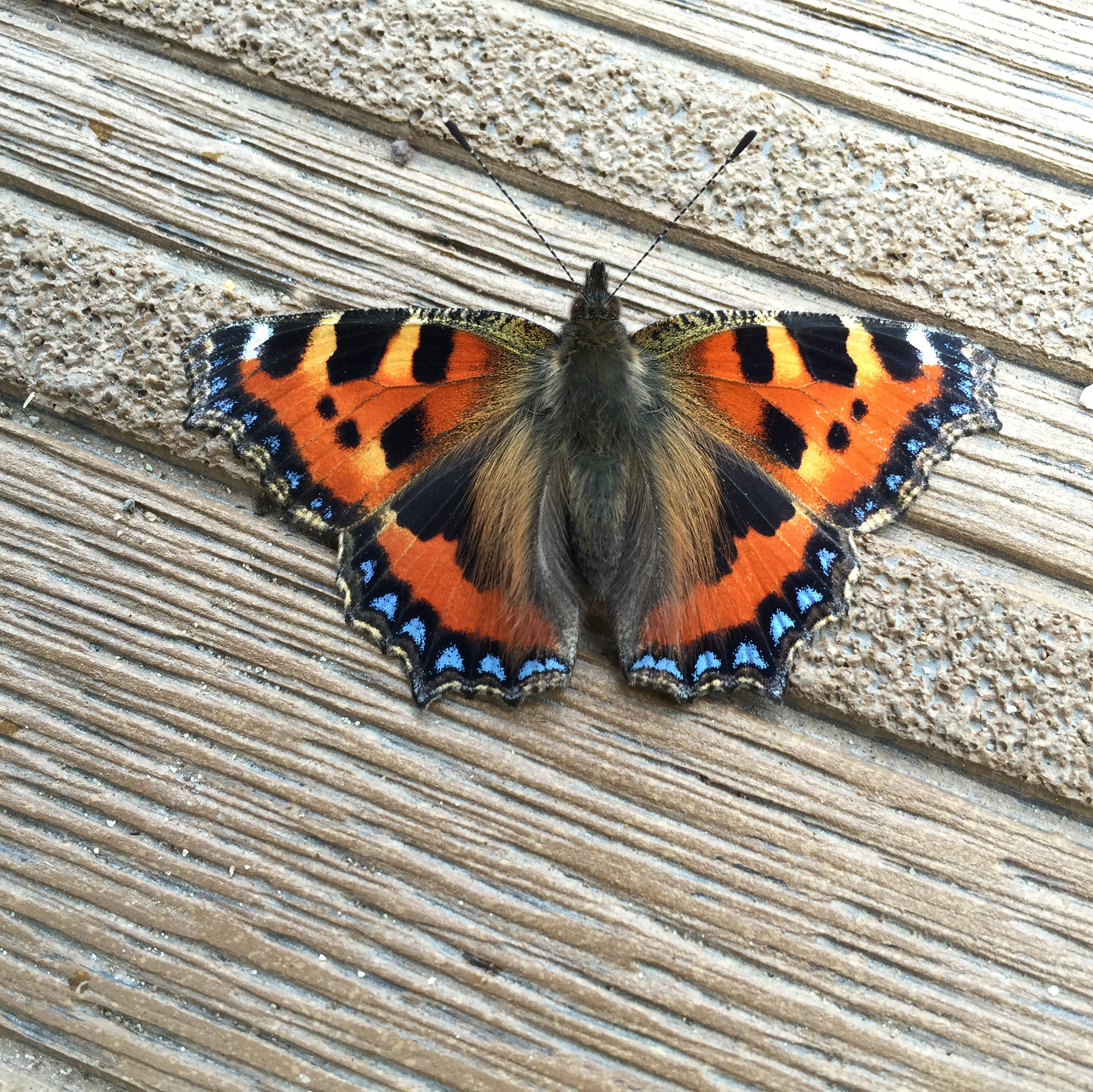 Apple iPhone7,2 sample photo. Small tortoiseshell photography