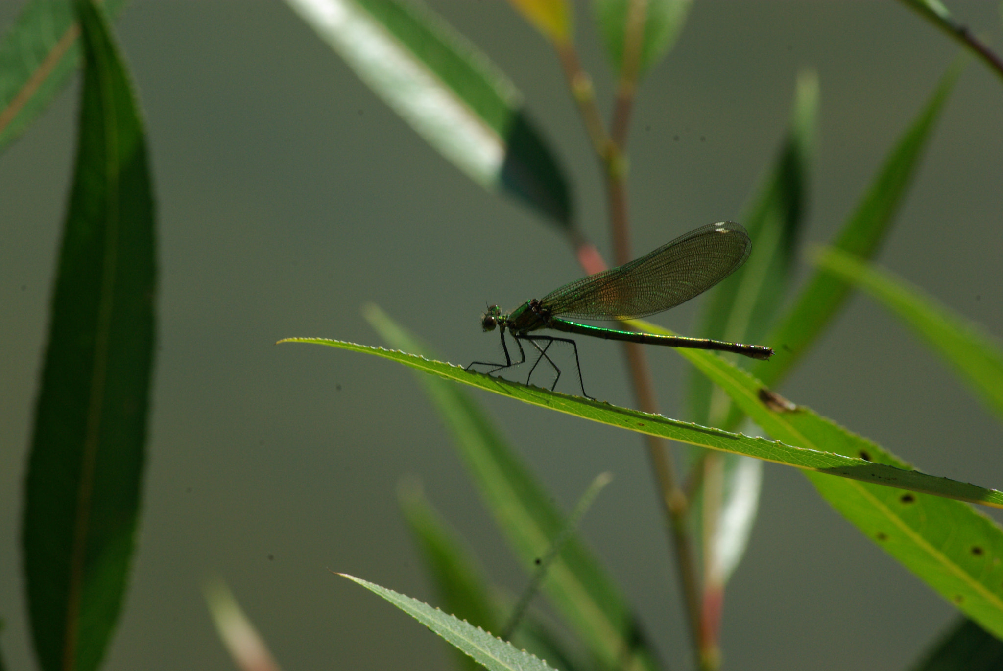 Pentax K10D sample photo. By the lake photography