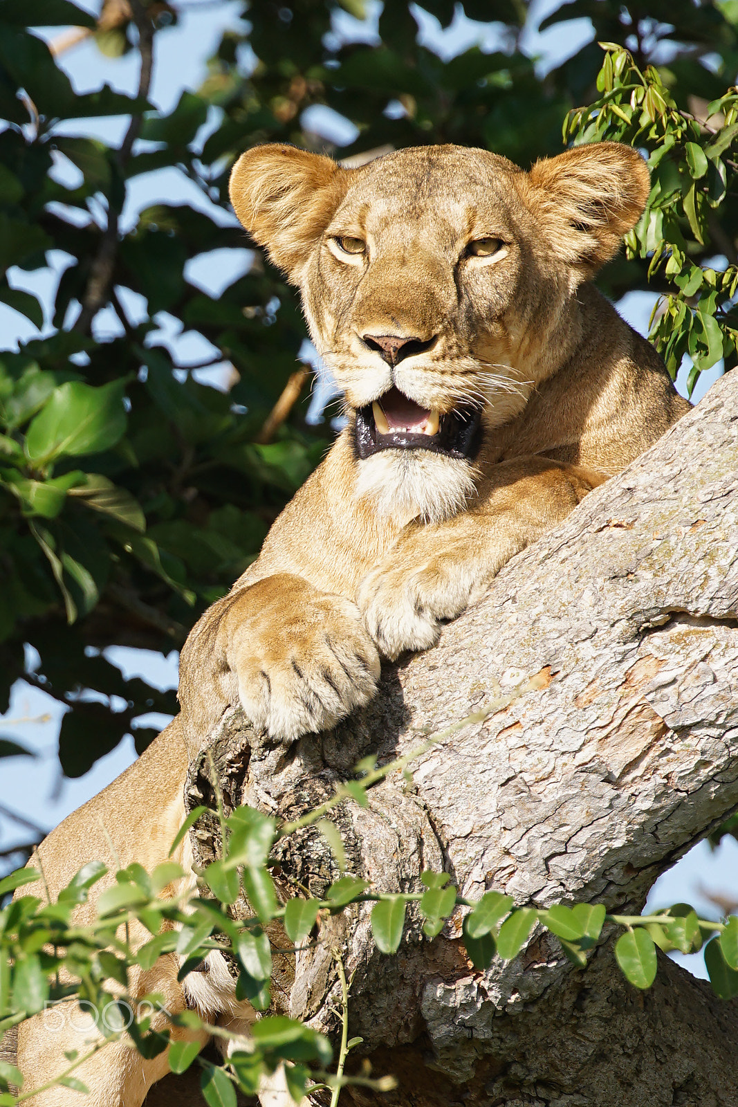 Sony a7R II + Canon EF 100-400mm F4.5-5.6L IS II USM sample photo. Tree climbing lioness in uganda near ishasha photography