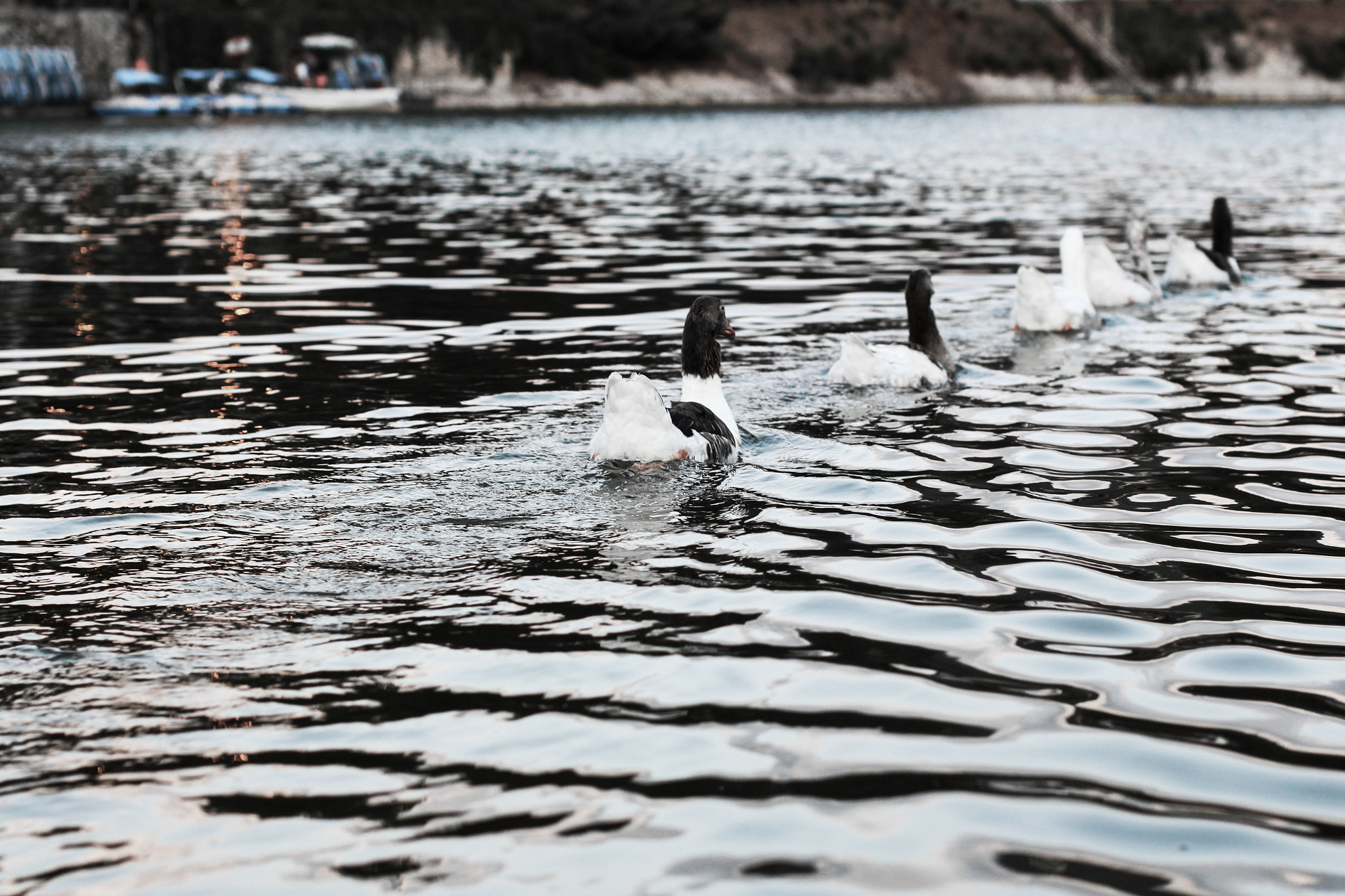 Sigma 50mm F1.4 EX DG HSM sample photo. Lake ducks photography