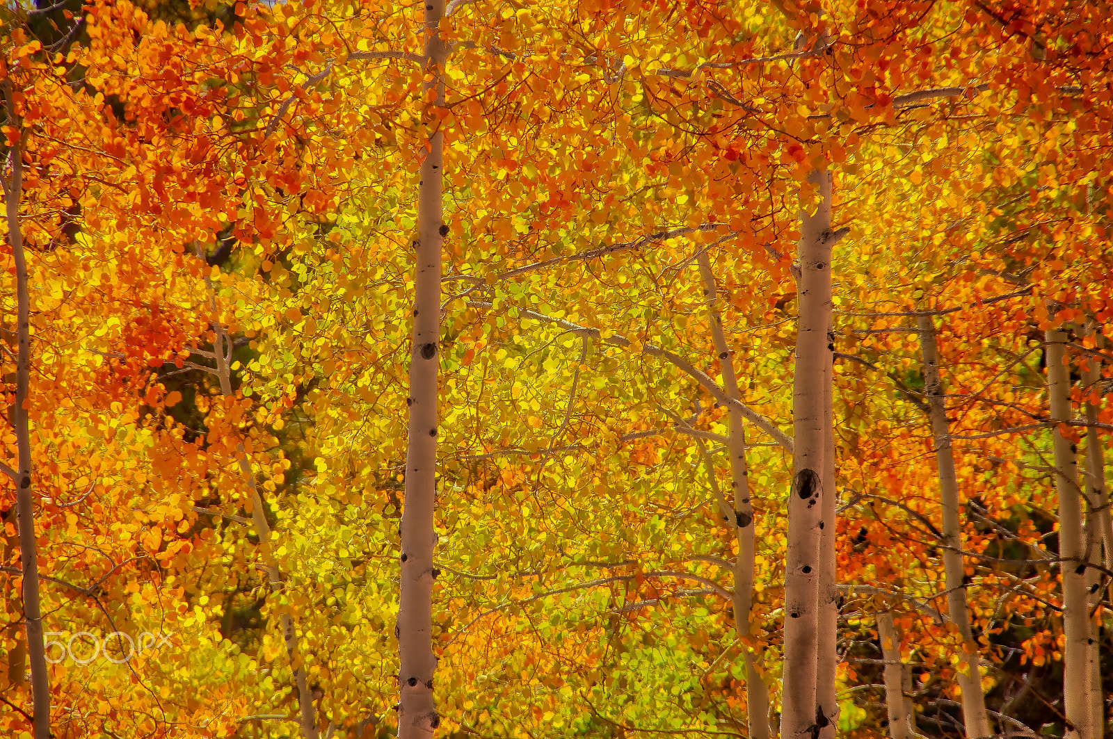 Sony E 18-200mm F3.5-6.3 OSS sample photo. Aspen curtain photography