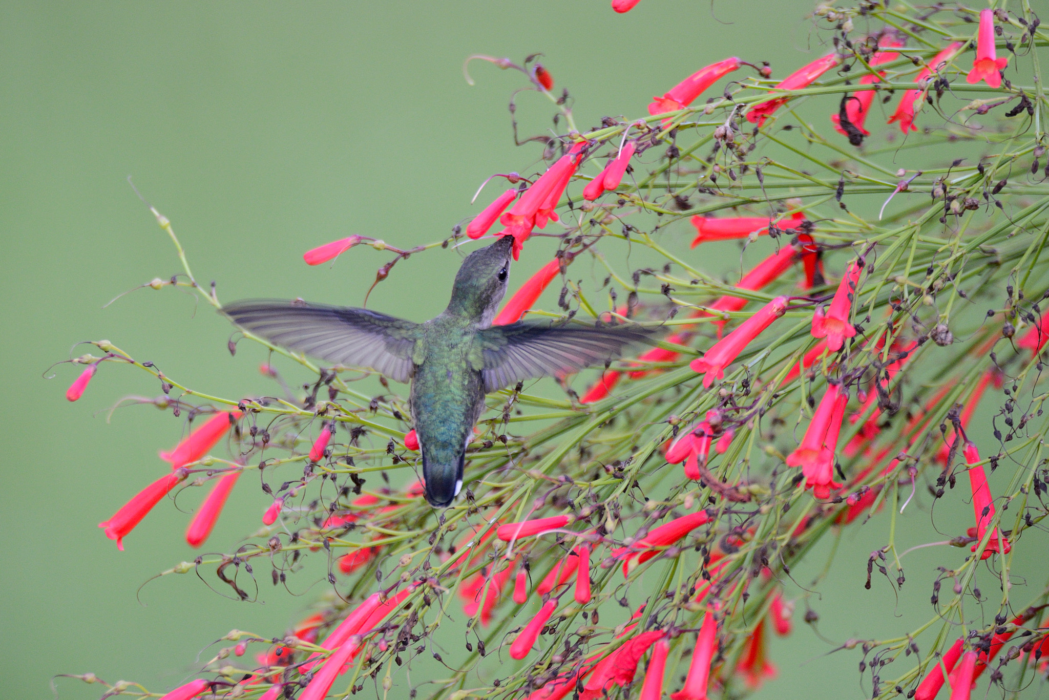 Nikon D800 sample photo