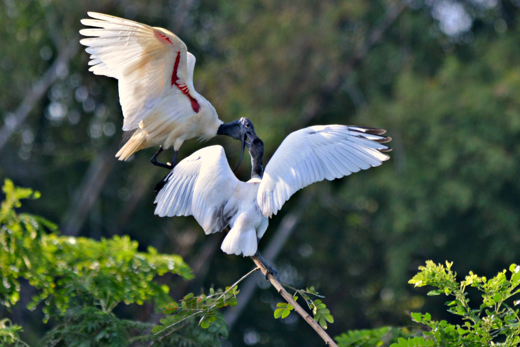 Sigma 150-500mm F5-6.3 DG OS HSM sample photo. Kiss of ibis photography
