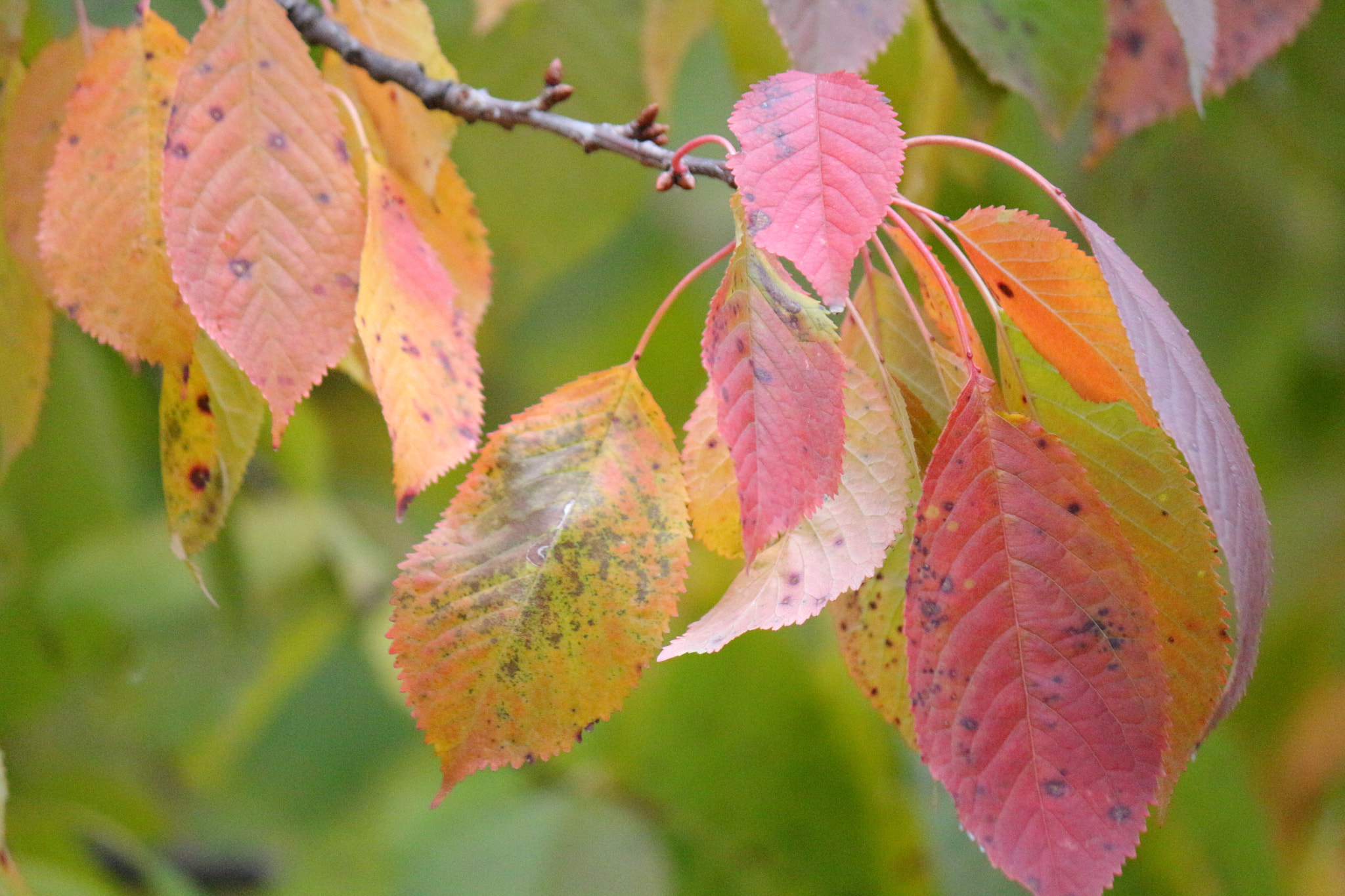 Canon EF-S 55-250mm F4-5.6 IS II sample photo. Colourful leaves photography