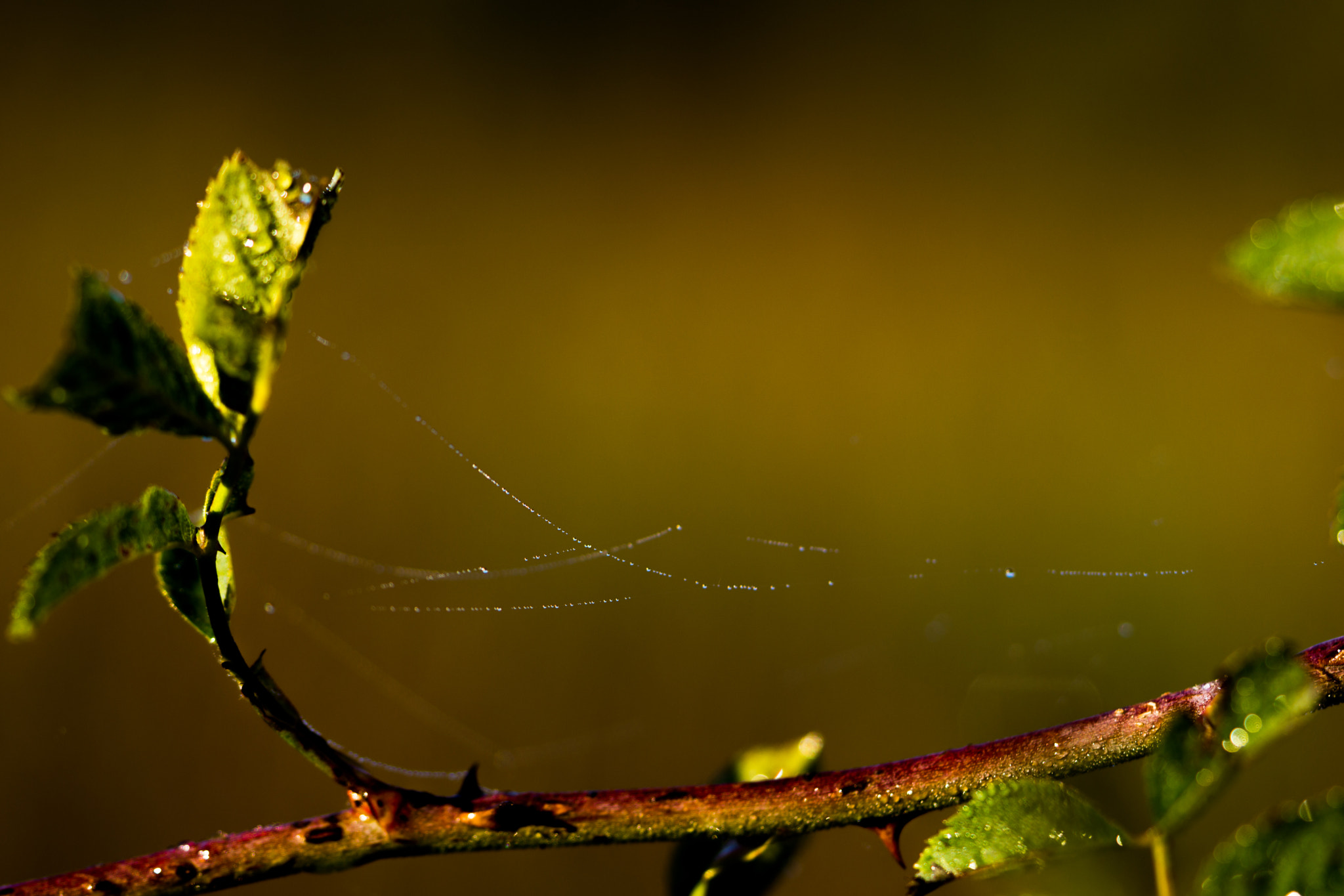 Sony Alpha NEX-7 + 90mm F2.8 Macro G OSS sample photo. Angle. photography