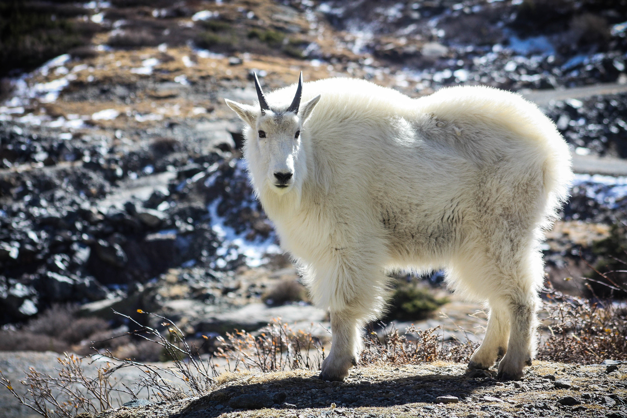 Canon EOS 450D (EOS Rebel XSi / EOS Kiss X2) sample photo. Mountain goat on quandary mountain photography