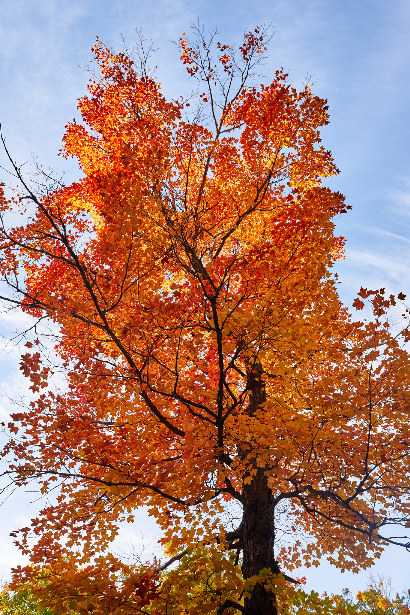 Nikon D750 sample photo. Red tree photography