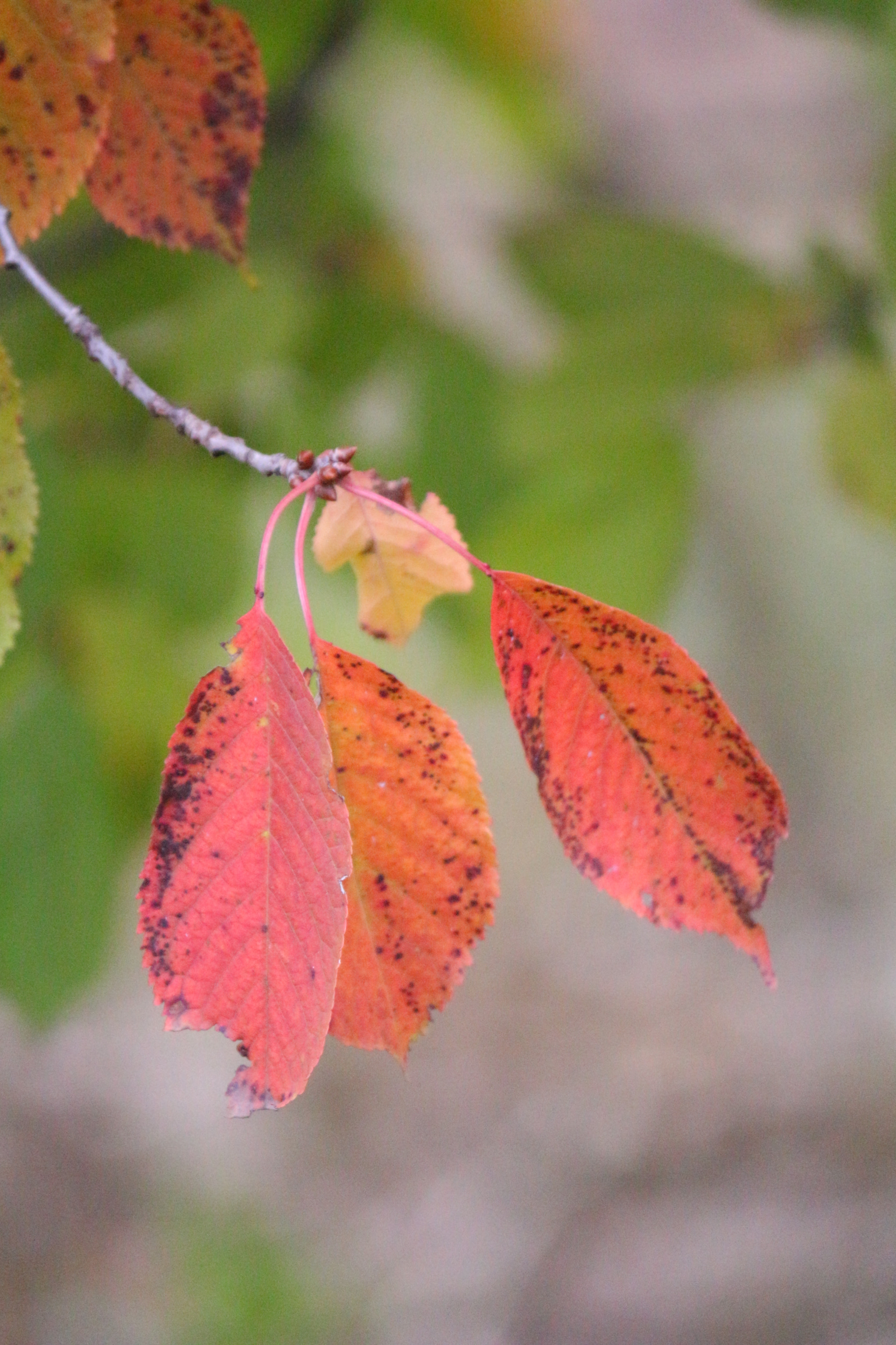 Canon EF-S 55-250mm F4-5.6 IS II sample photo. Red rust photography