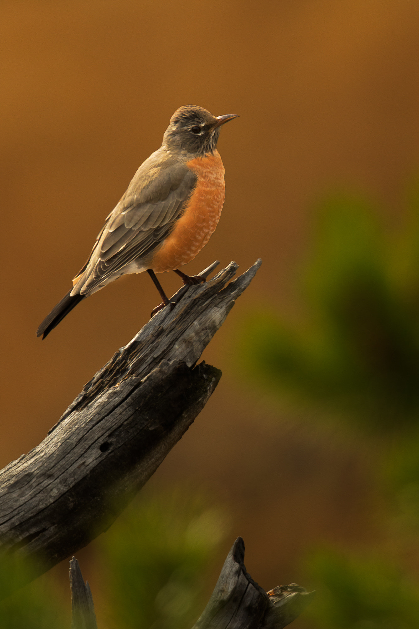 Canon EF 500mm F4L IS II USM sample photo. Robin photography