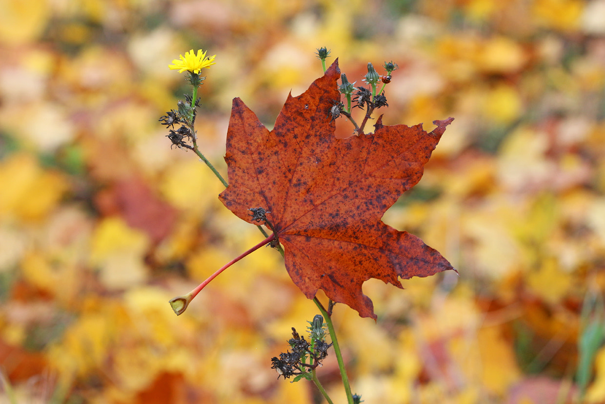 Canon EF 100mm F2.8 Macro USM sample photo. Autumn leaf photography