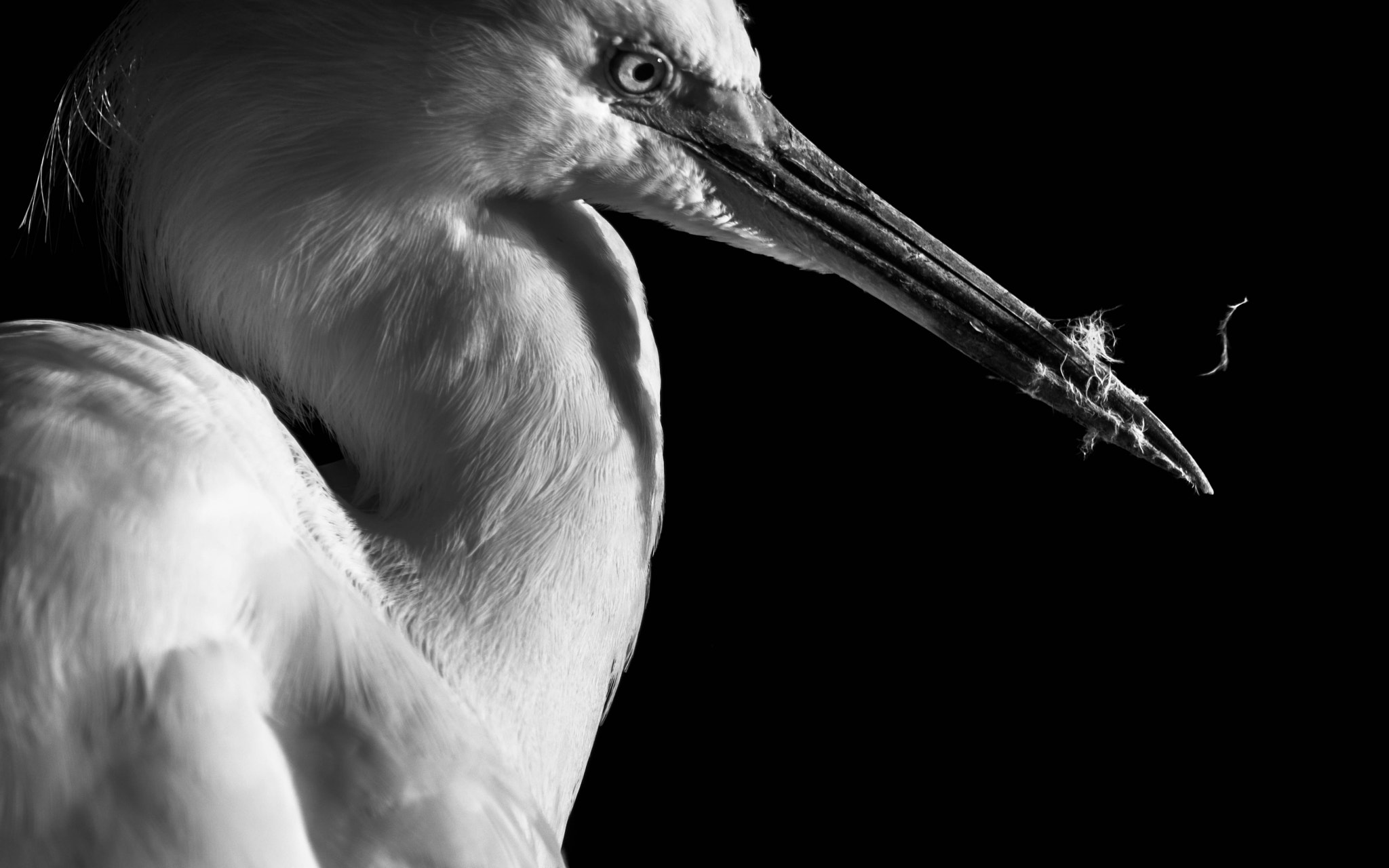 150-600mm F5-6.3 DG OS HSM | Contemporary 015 sample photo. Birds of a feather photography