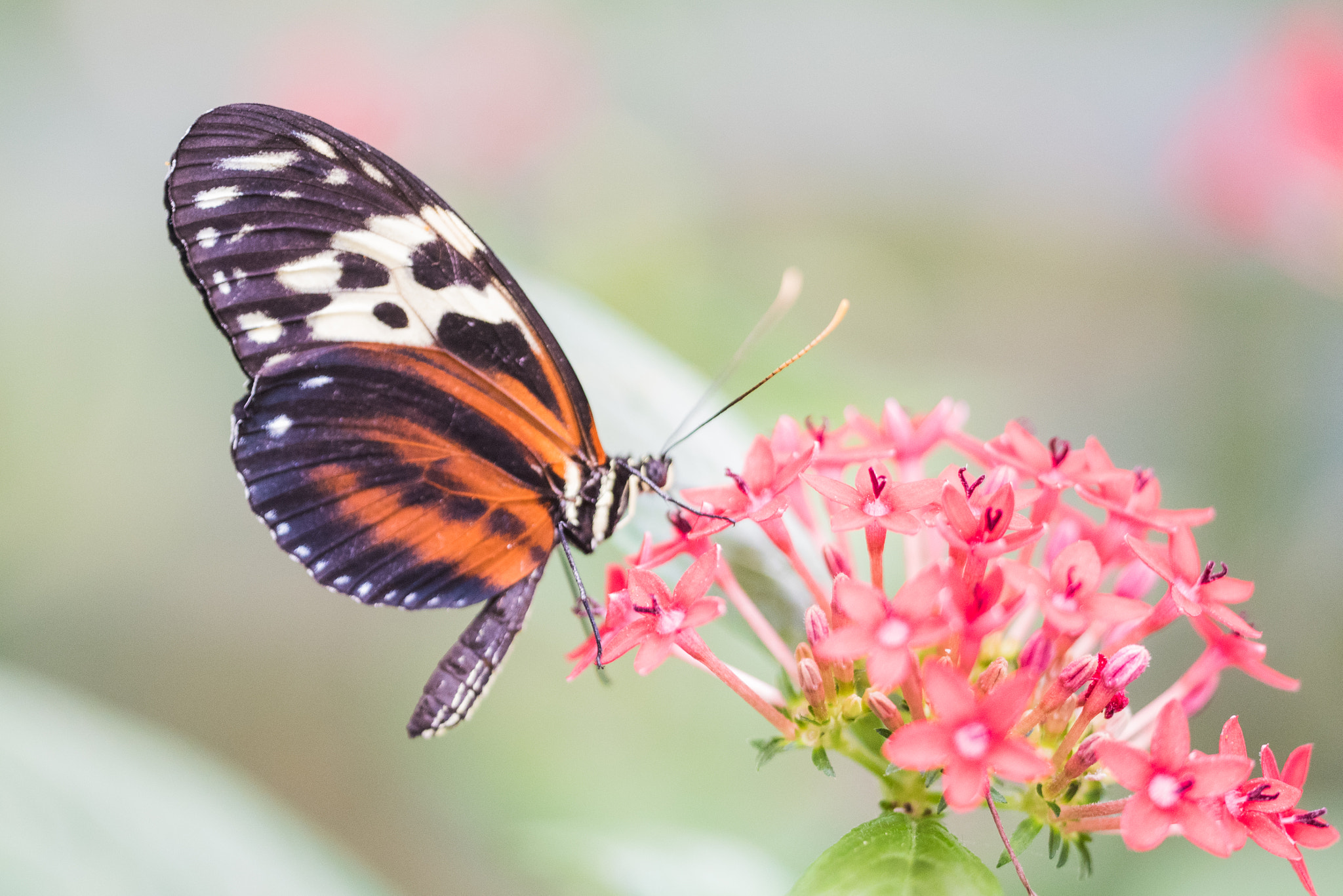 Nikon D750 sample photo. Heliconius photography