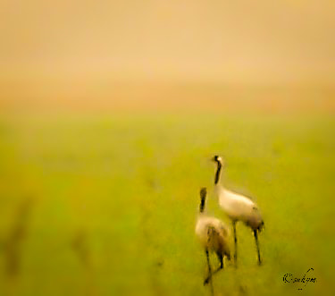 Fujifilm A100 sample photo. Cranes in the fog photography