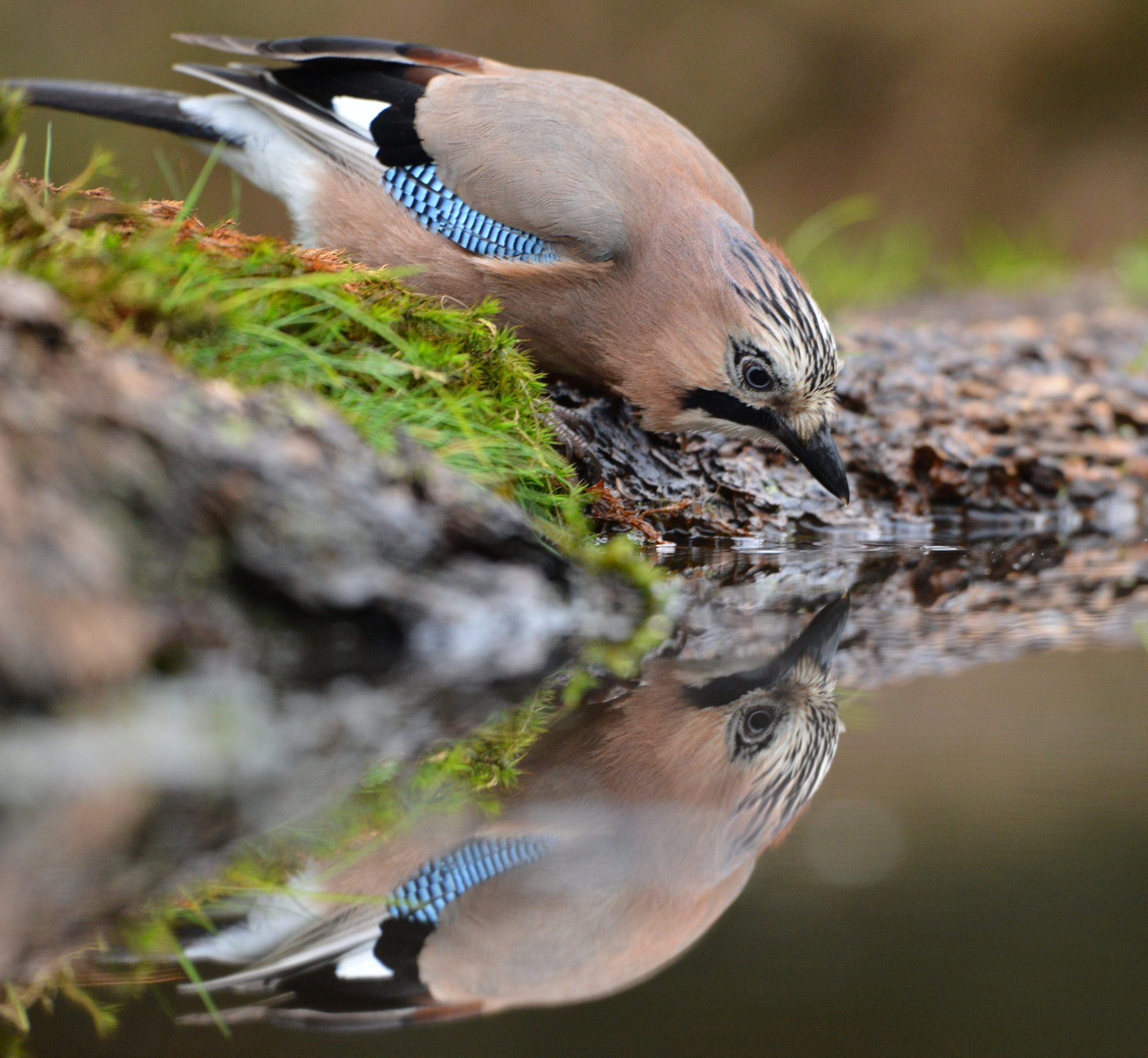 Nikon D600 + Nikon AF-S Nikkor 500mm F4G ED VR sample photo. Gaai photography