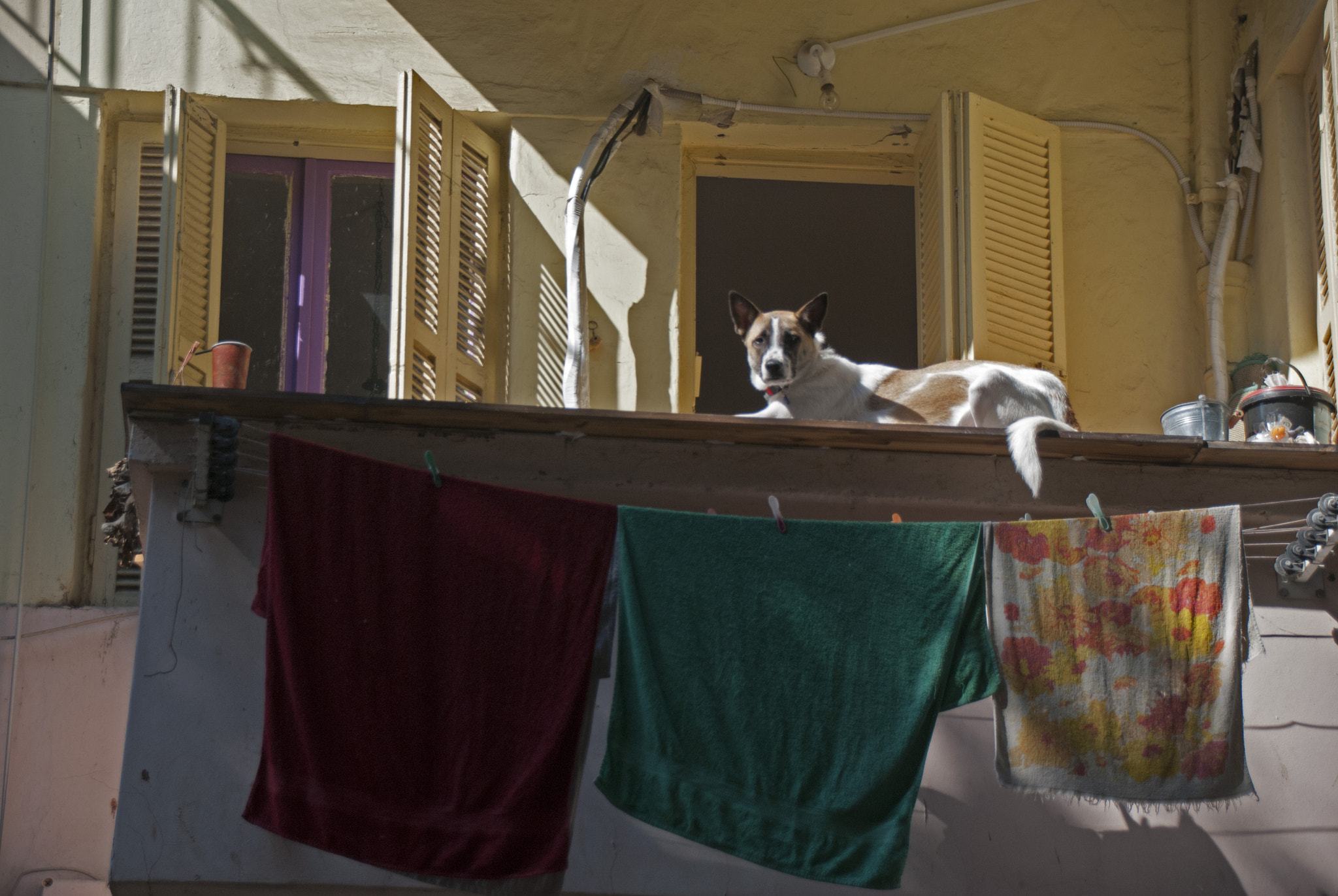 Sigma 18-250mm F3.5-6.3 DC Macro OS HSM sample photo. Dog photography