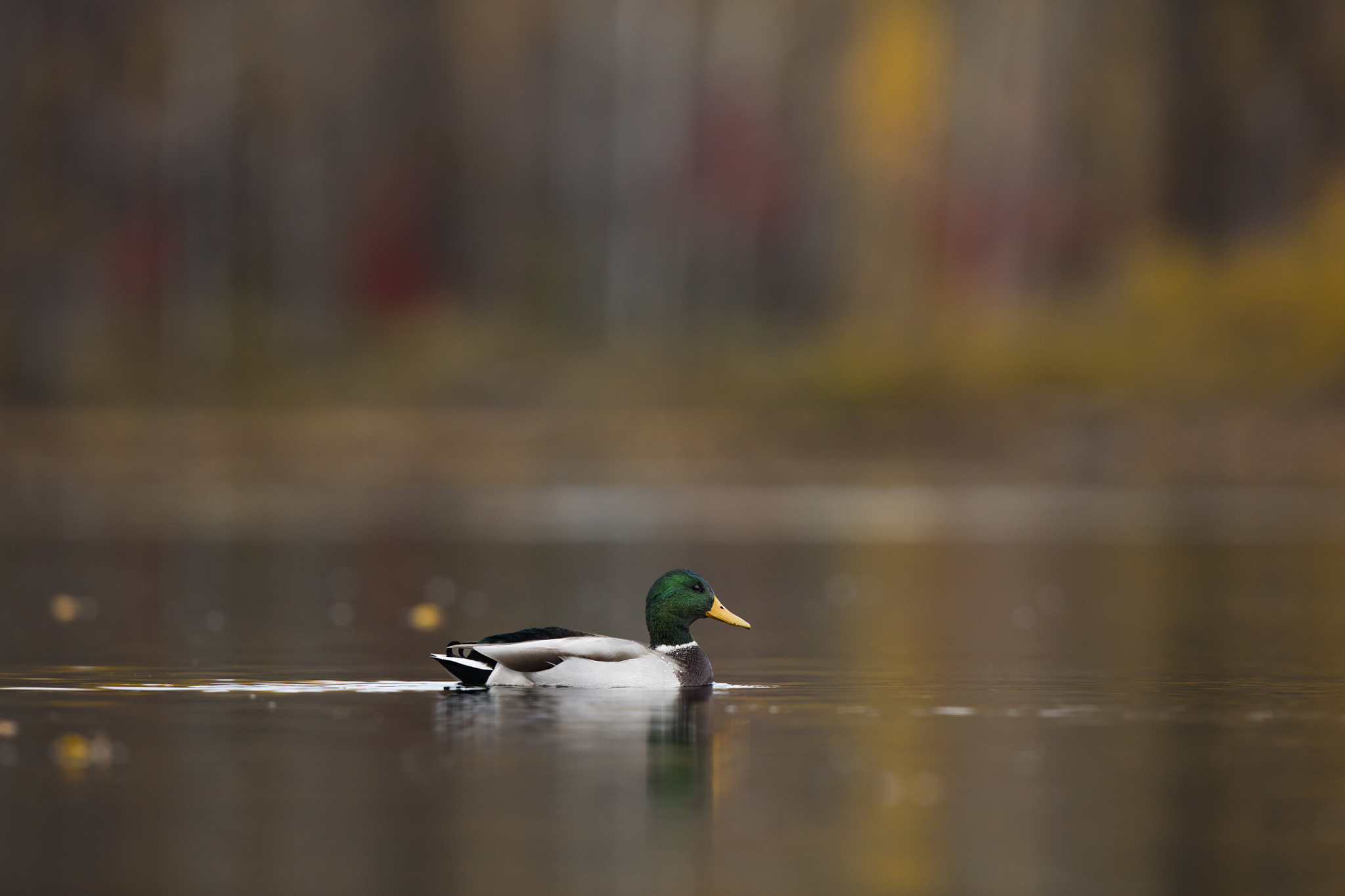 Canon EOS 5DS R + Canon EF 600mm F4L IS II USM sample photo. Mallard in the fall photography