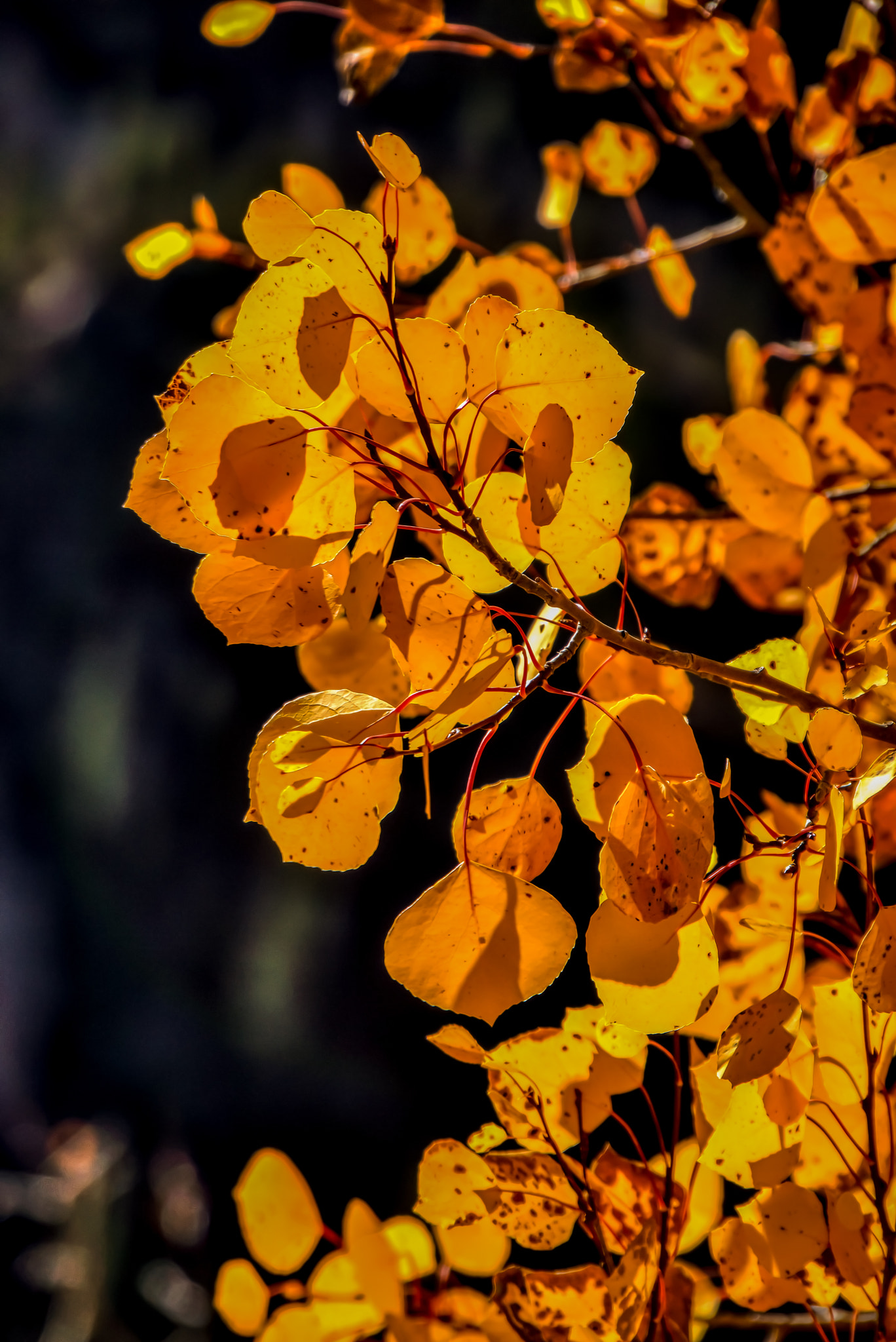 Sony E 18-200mm F3.5-6.3 OSS sample photo. Aspen leaves autumn close up & backlighted photography