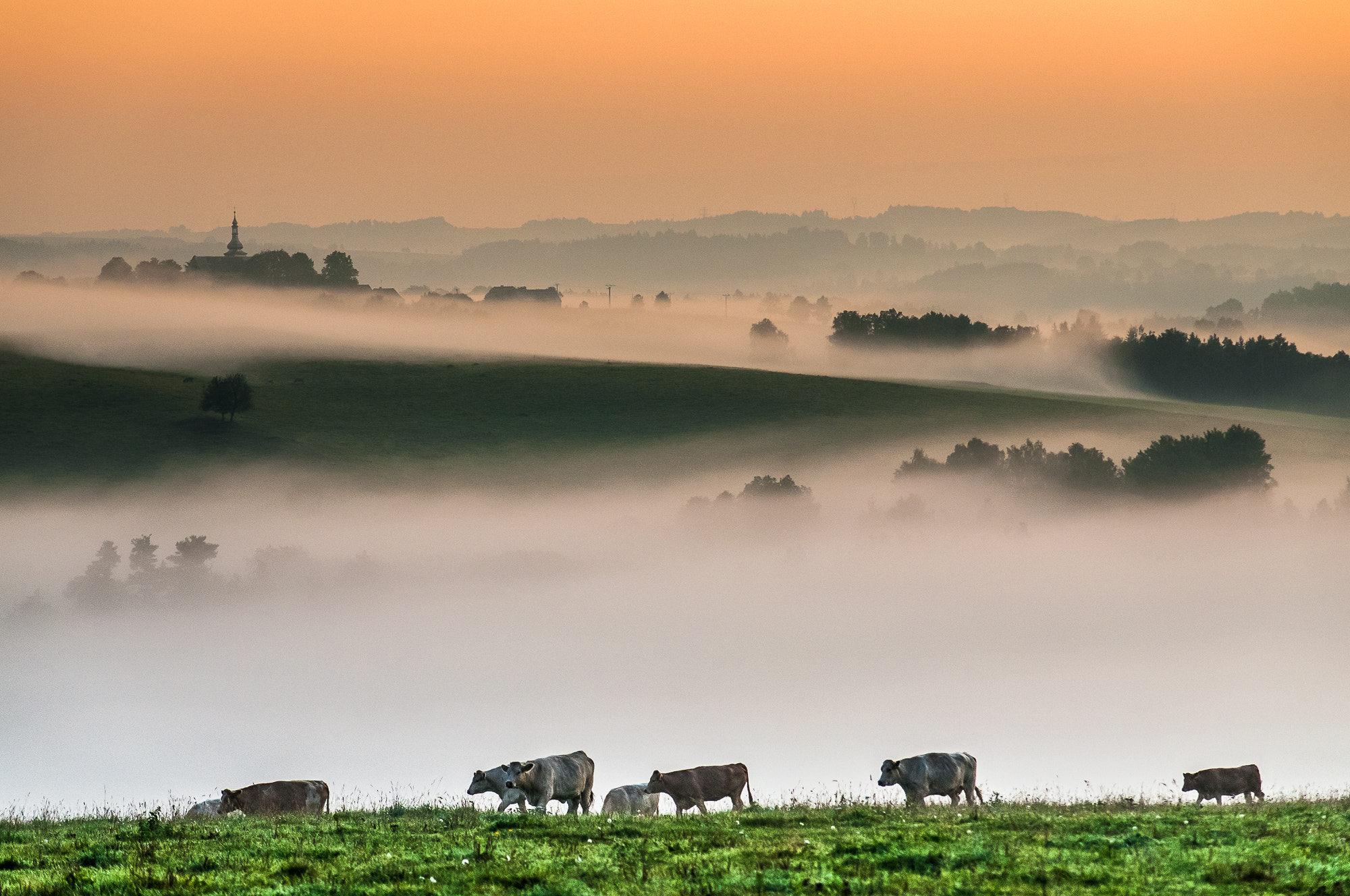 Sigma 50-150mm F2.8 EX APO DC HSM sample photo. Morning pasture photography