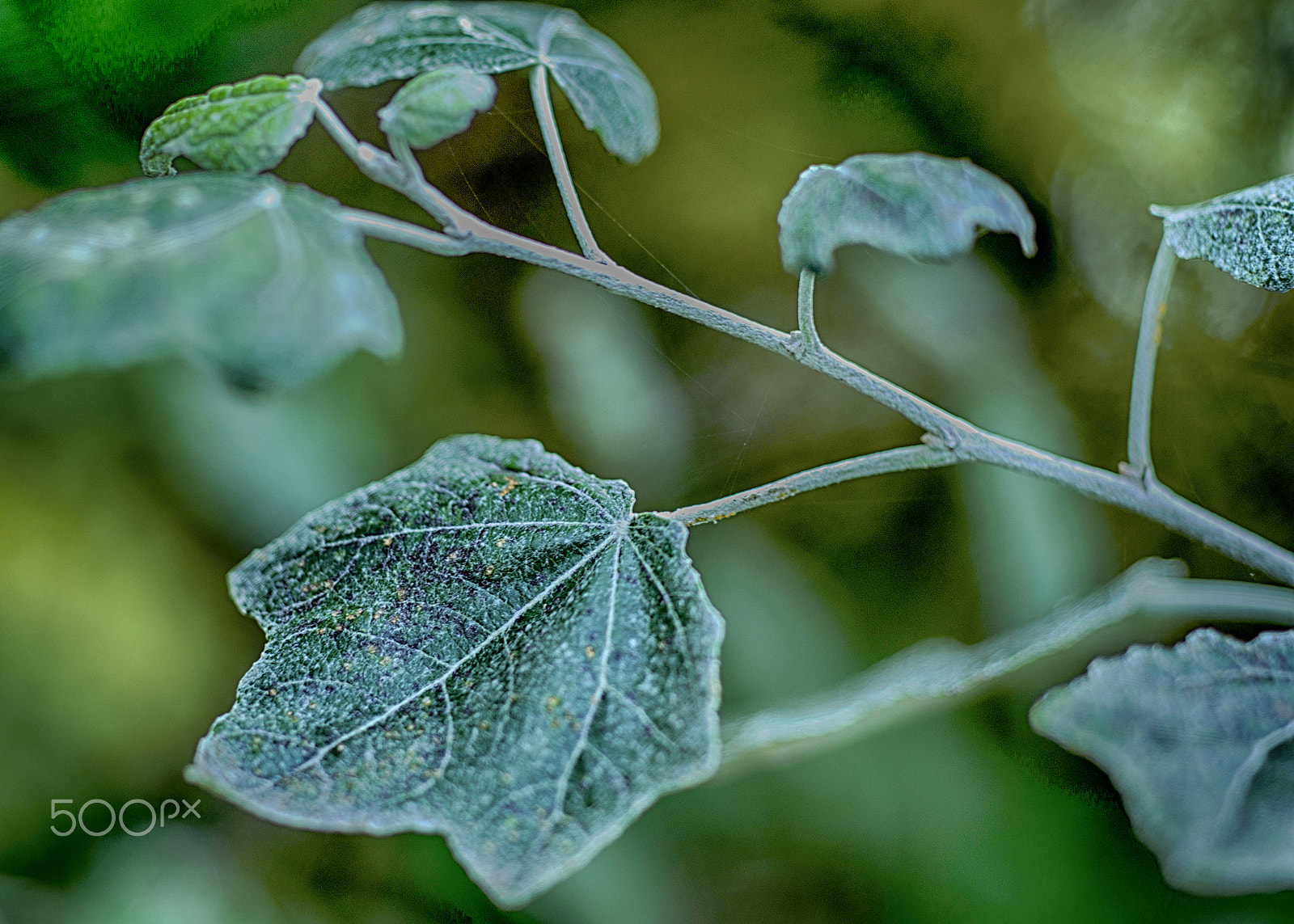 Nikon D800 + PC Micro-Nikkor 85mm f/2.8D sample photo. Bladd photography