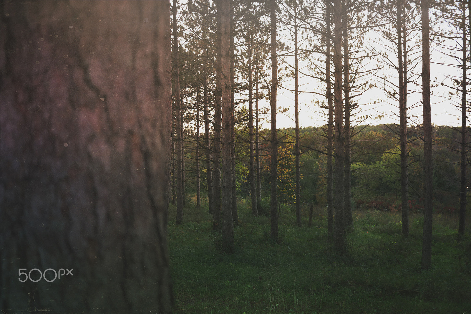 Canon EF-S 24mm F2.8 STM sample photo. Img photography