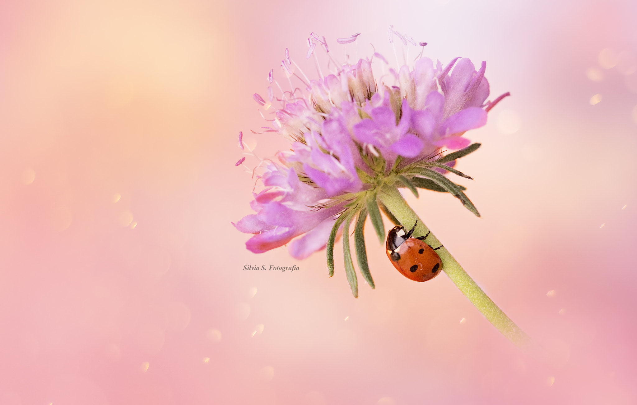 Sigma 105mm F2.8 EX DG OS HSM sample photo. Climbing on a flower... photography