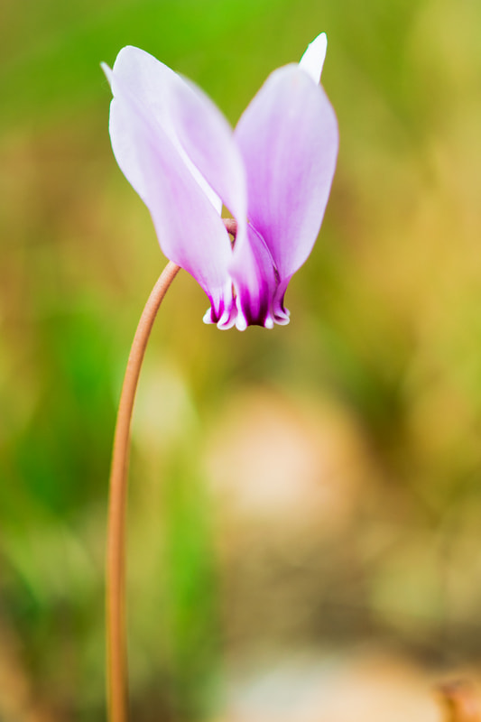 Olympus OM-D E-M5 II + OLYMPUS 50mm Lens sample photo. Cyclamen photography