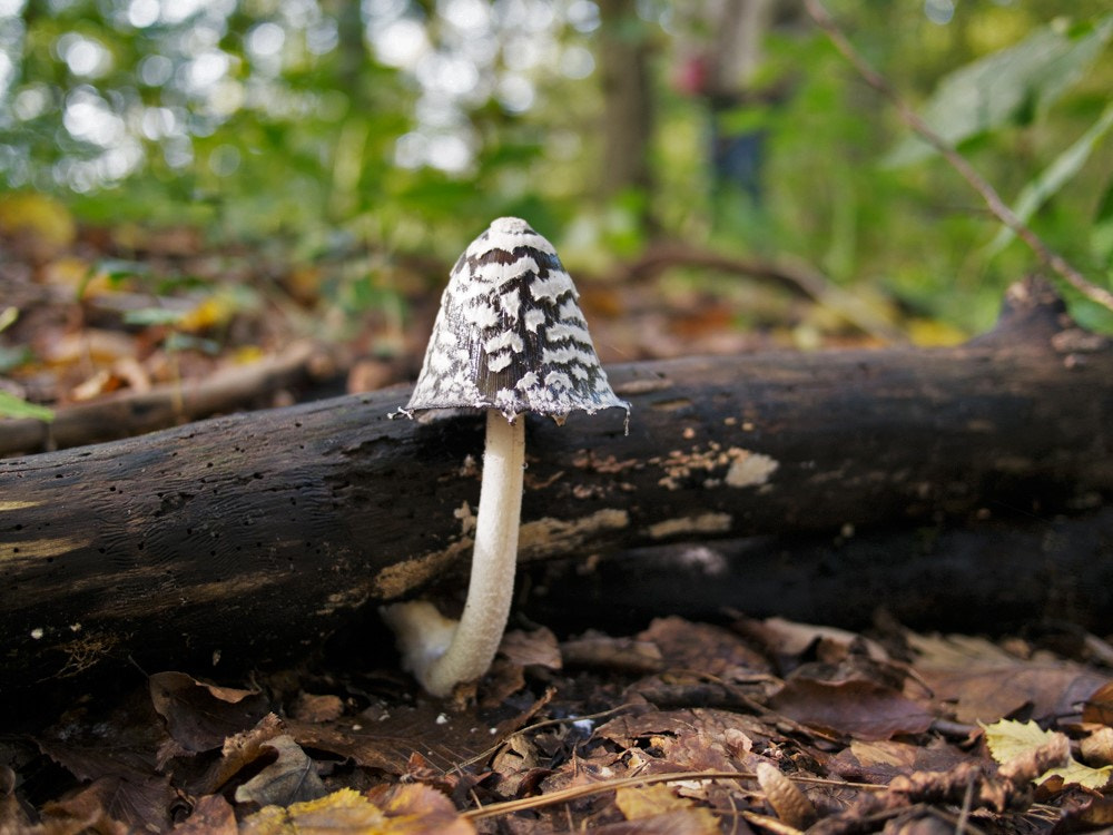 Olympus OM-D E-M5 + Panasonic Lumix G 20mm F1.7 ASPH sample photo. Pilz photography