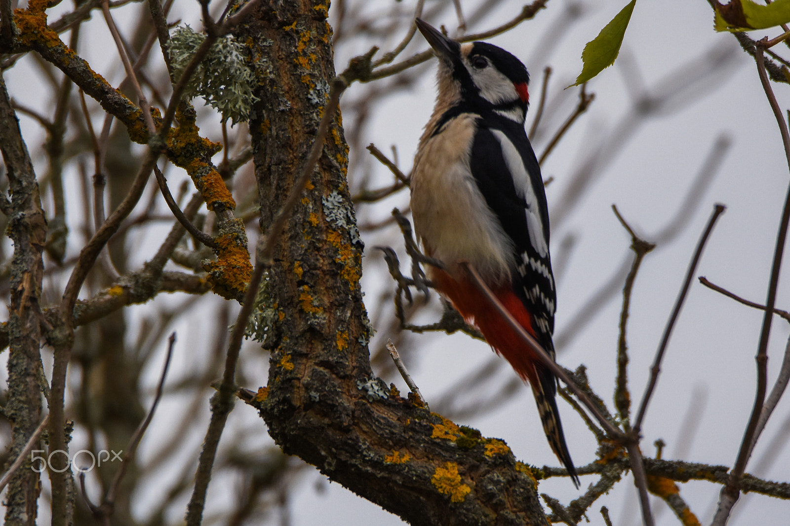 Nikon D7200 + Tamron SP 150-600mm F5-6.3 Di VC USD sample photo. Woodpecked jump photography