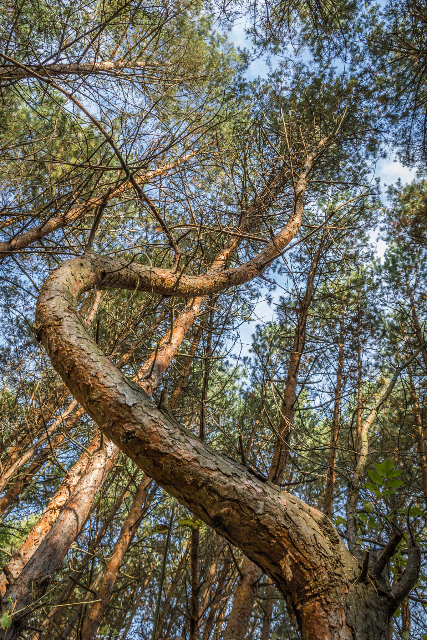 Canon EF 75-300mm F4.0-5.6 IS USM sample photo. Curved tree photography