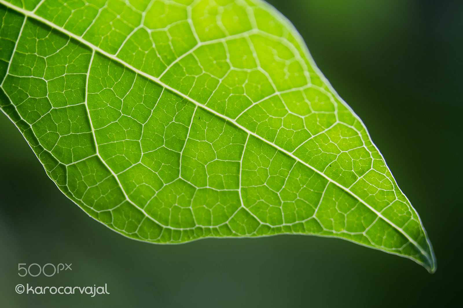 Canon EF-S 60mm F2.8 Macro USM sample photo. Venas verdes photography