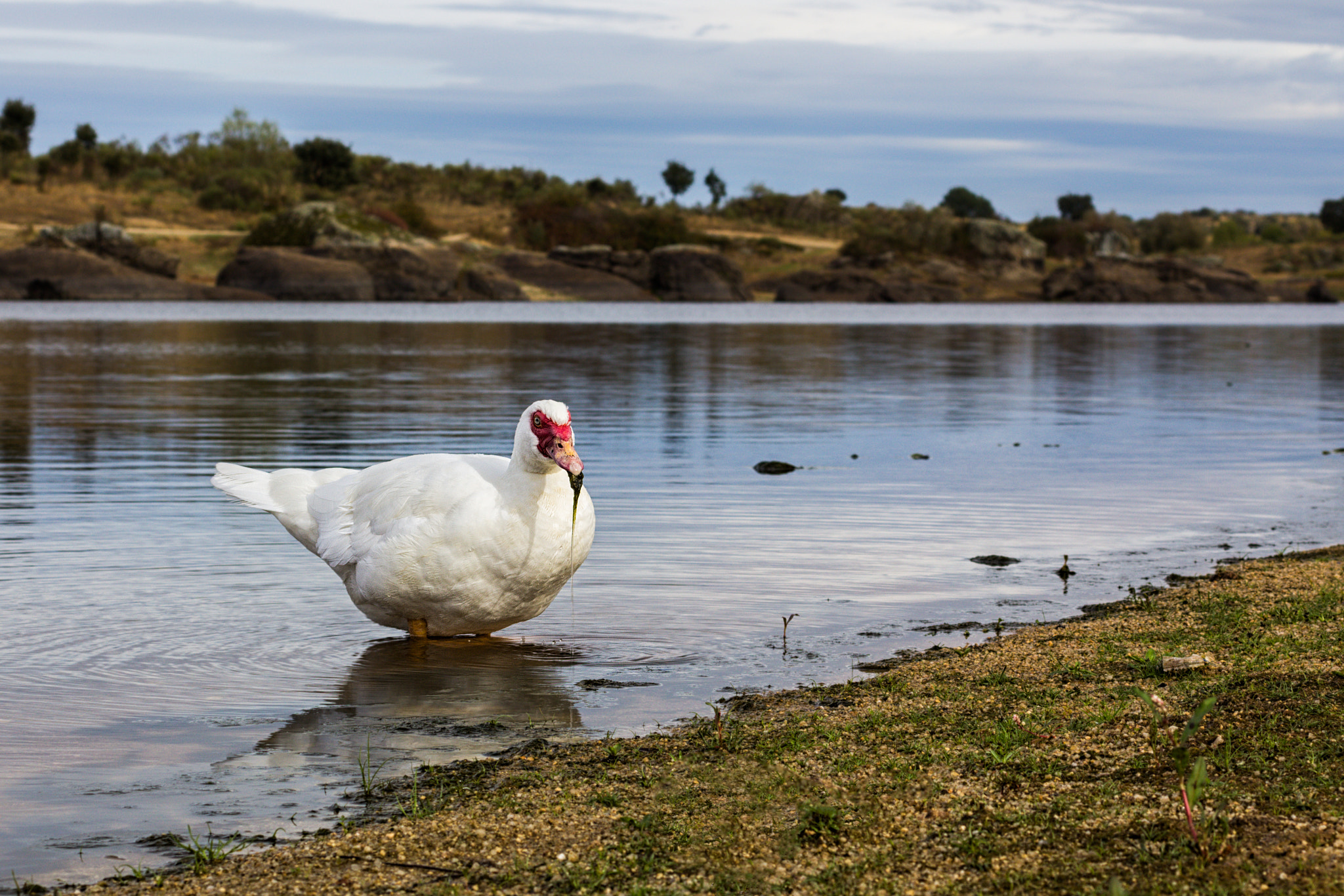 Canon EOS 60D + Sigma 50mm f/2.8 EX sample photo. Pato en la orilla photography