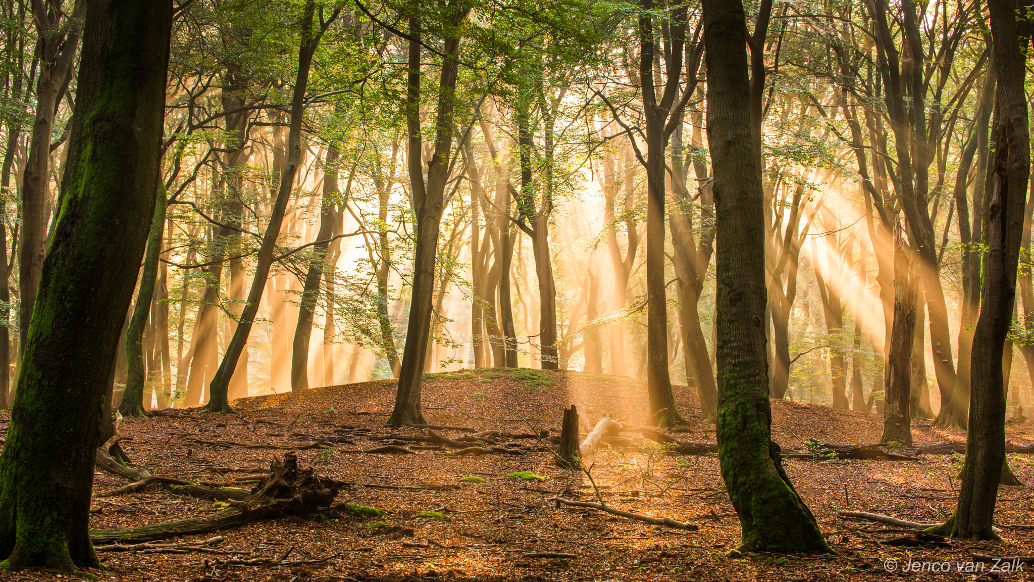 Nikon D800E sample photo. Dancing trees photography