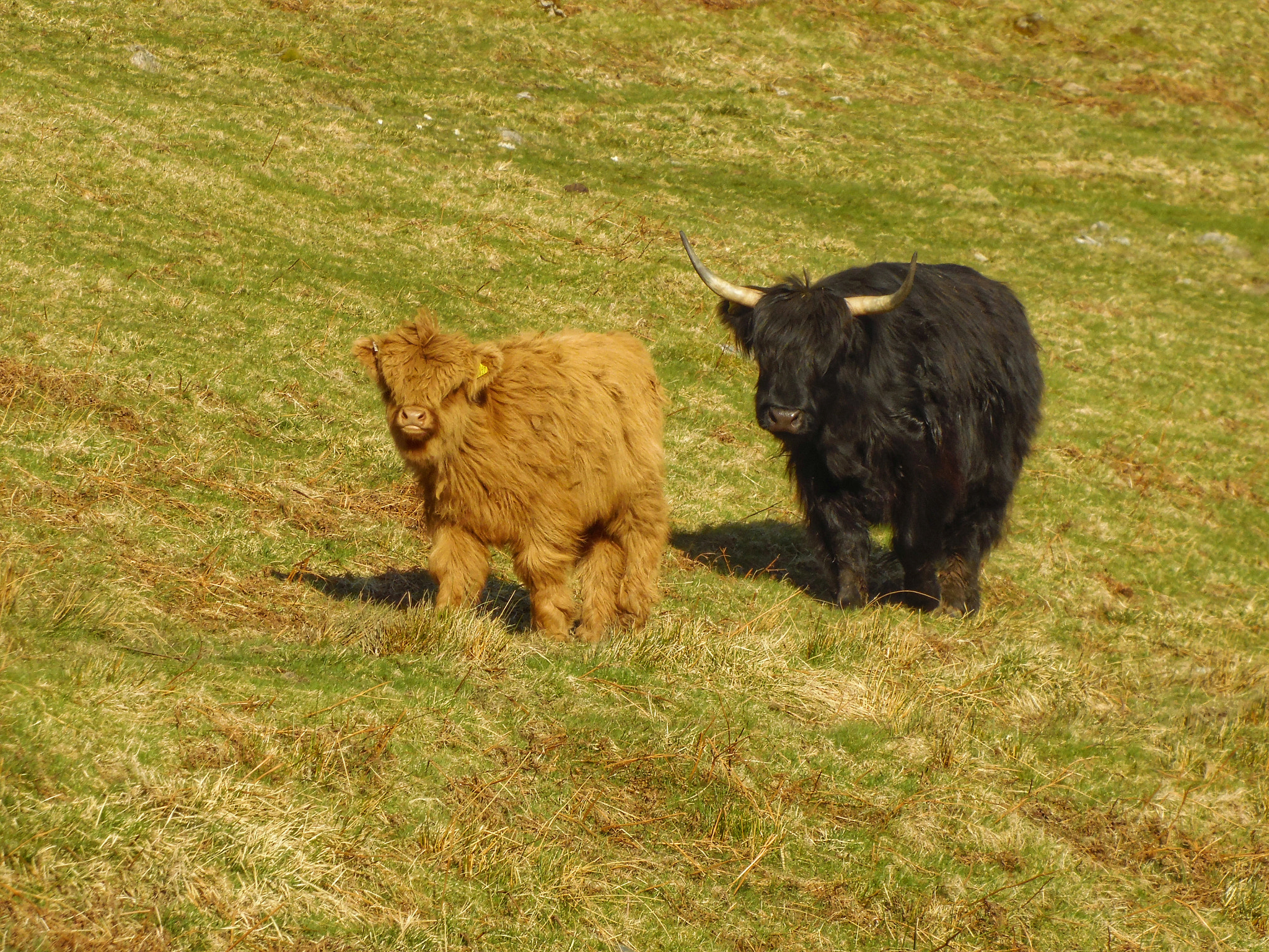 Samsung WB2200F sample photo. Cow and calf photography