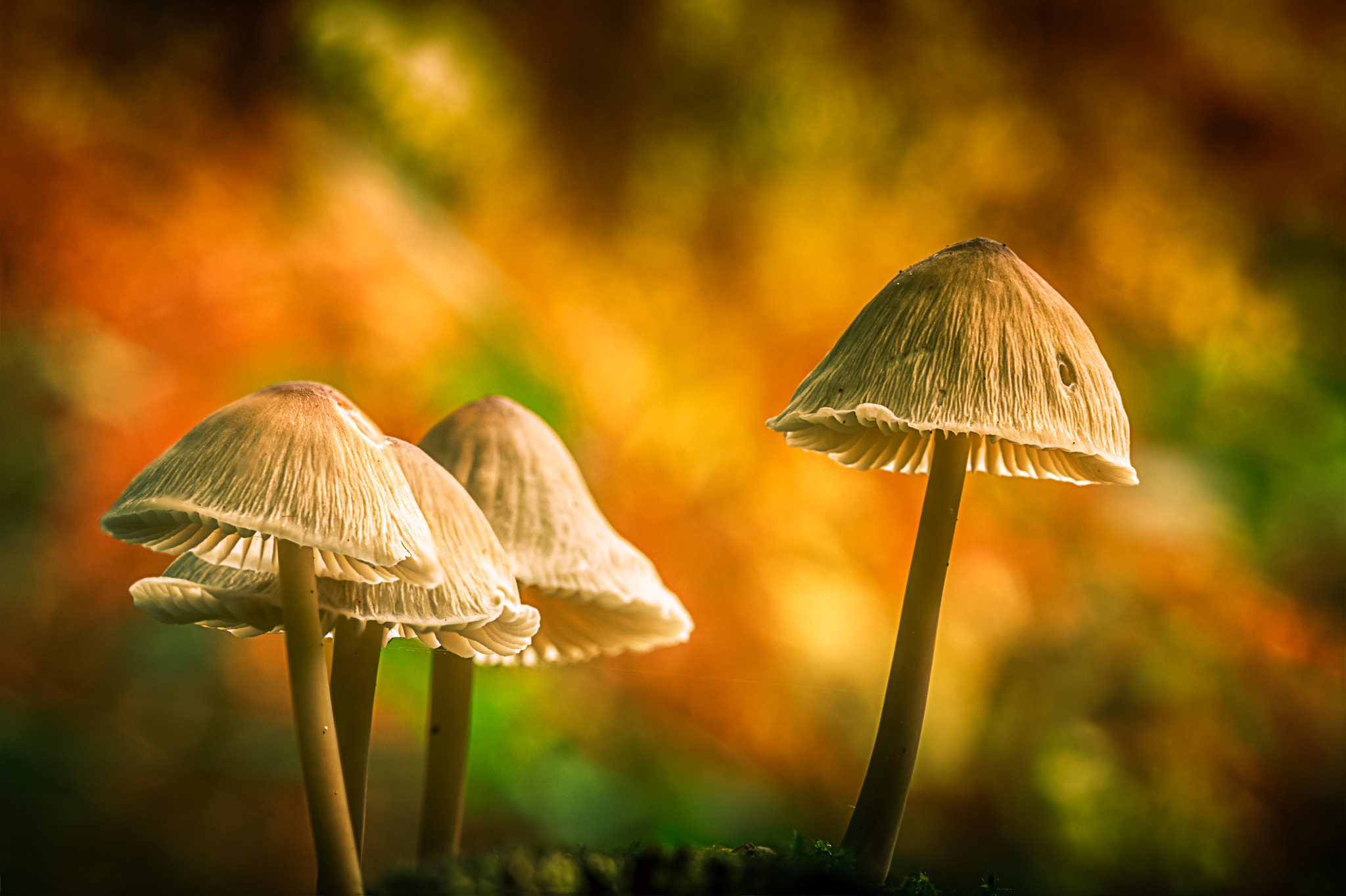 Canon EOS 700D (EOS Rebel T5i / EOS Kiss X7i) + Canon EF 70-200mm F4L IS USM sample photo. Autumn mushrooms photography