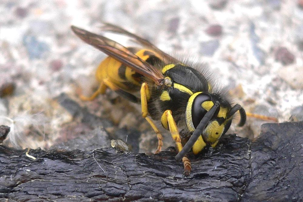 Panasonic DMC-FX7 sample photo. Wespe beim mittagessen - wasp eating lunch photography