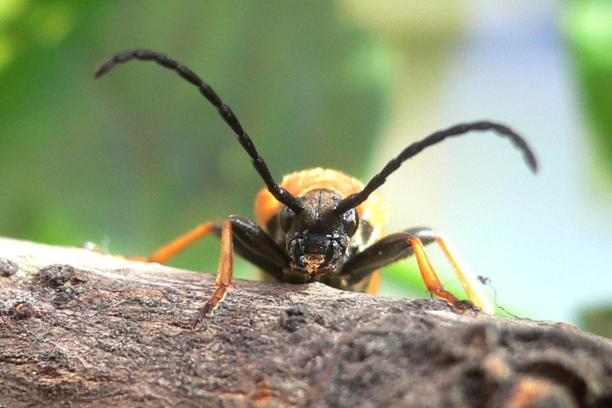 Panasonic DMC-FX7 sample photo. Rothalsbock (stictoleptura rubra), female photography