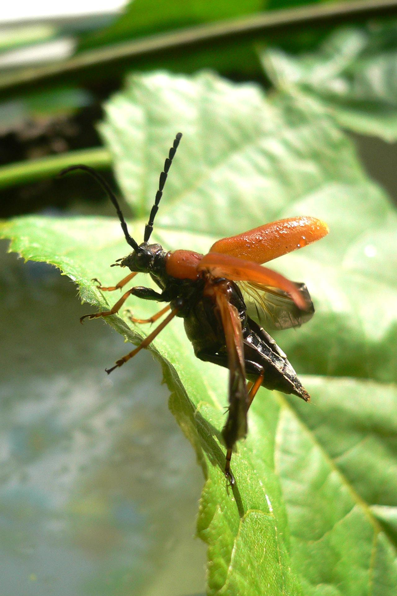 Panasonic DMC-FX7 sample photo. Rothalsbock (stictoleptura rubra), female photography