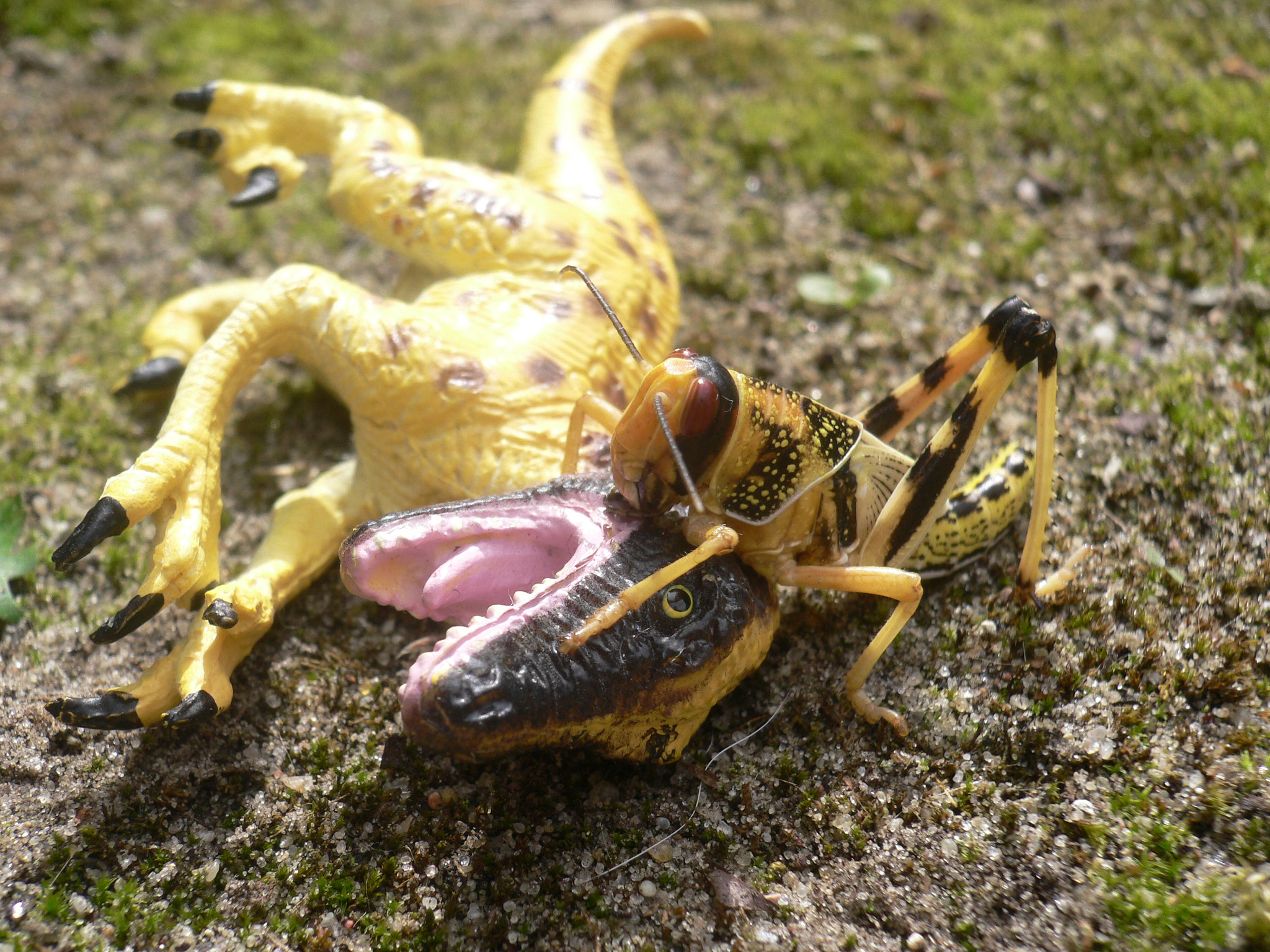 Panasonic DMC-FX7 sample photo. Tod der saurier - death of the dinosaurs photography