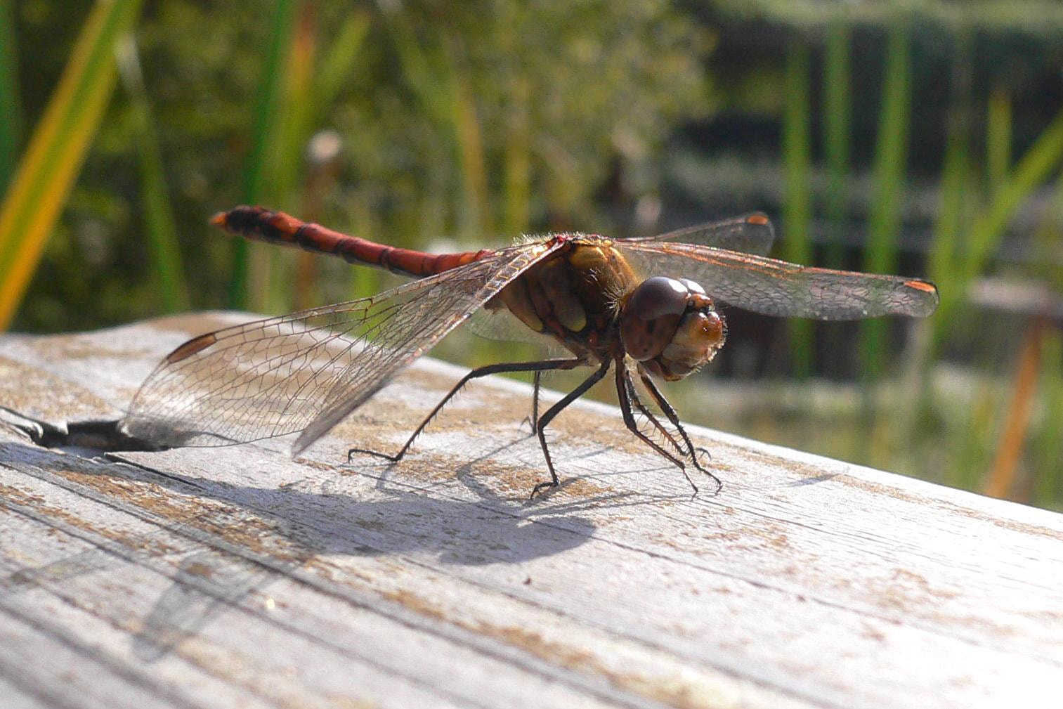 Panasonic DMC-FX7 sample photo. Gemeinen heidelibelle (sympetrum vulgatum) photography