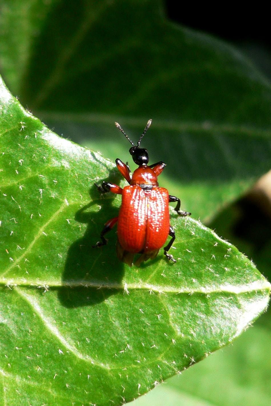 Panasonic DMC-FX7 sample photo. Haselblattroller (apoderus coryli) photography