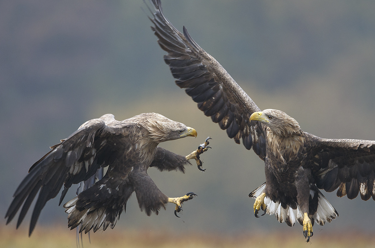Canon EF 400mm F2.8L IS II USM sample photo. Opponents photography