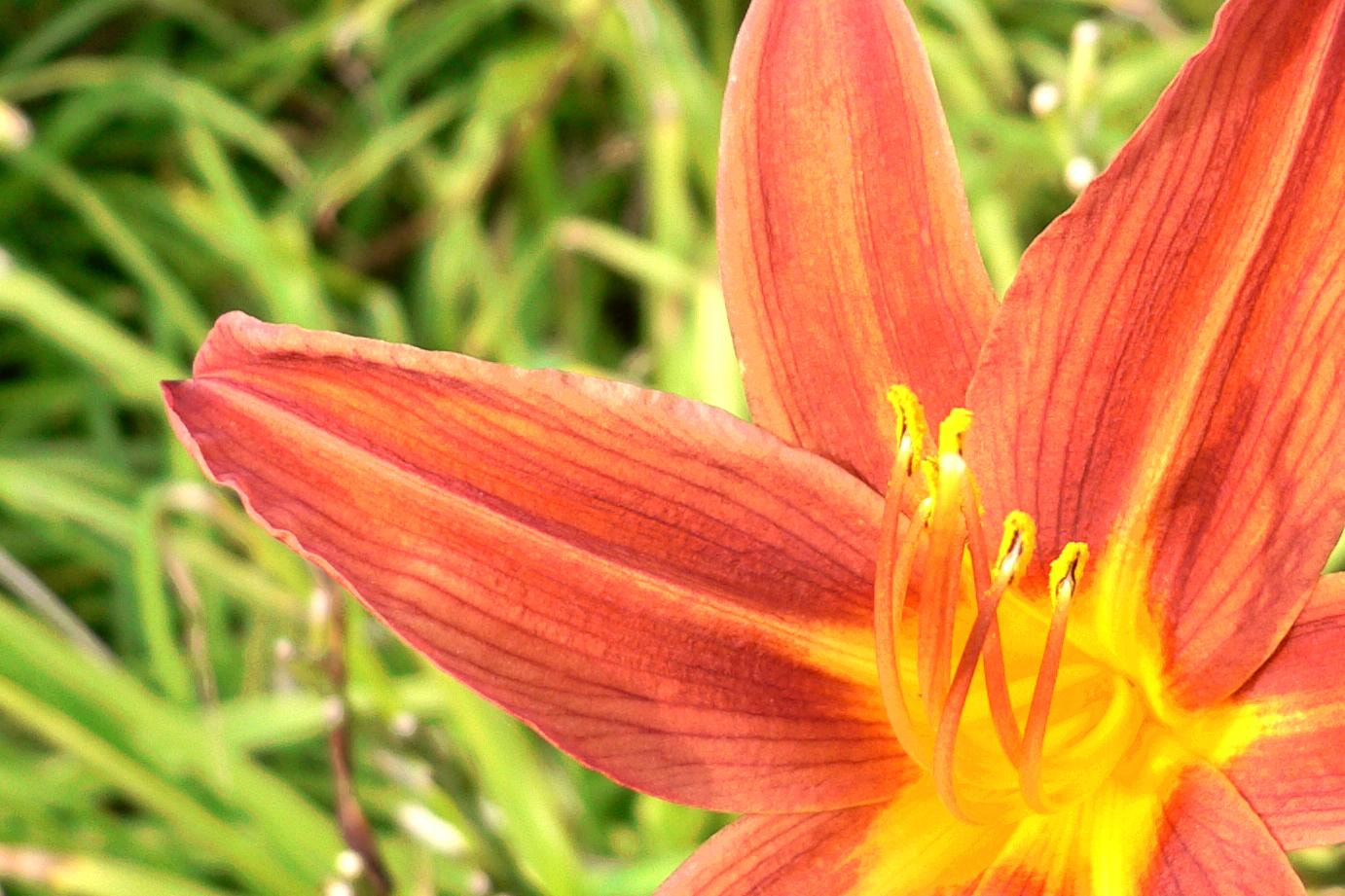 Panasonic DMC-FX7 sample photo. Lilie (lilium) - lily photography