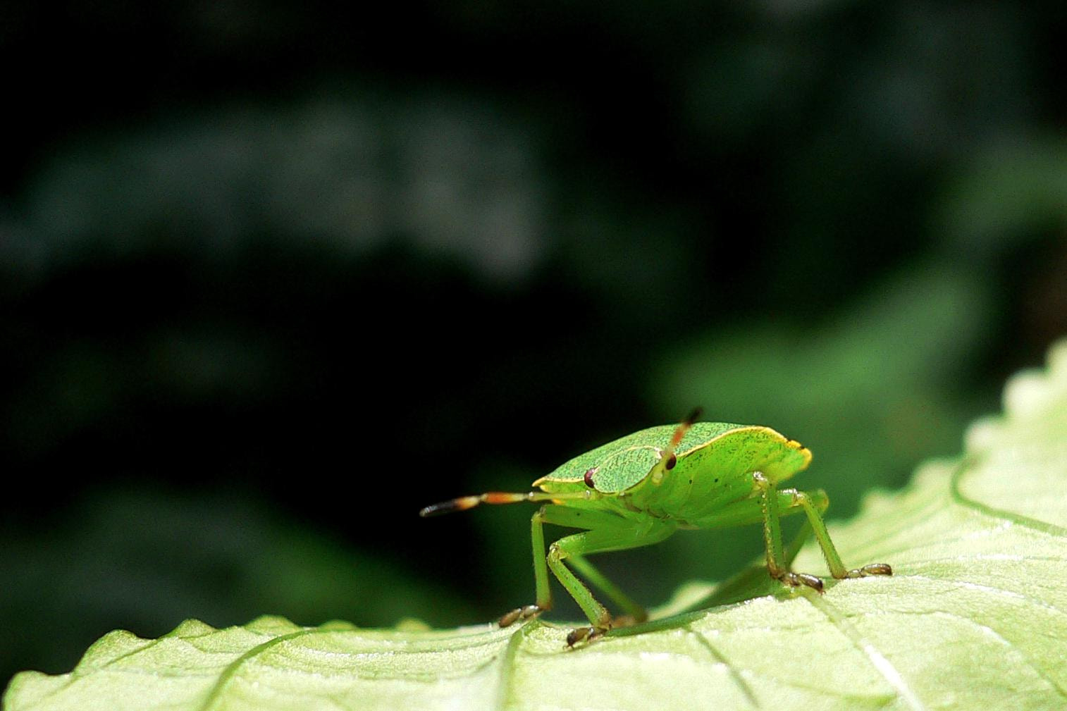 Panasonic DMC-FX7 sample photo. Baumwanze - green shield bug photography