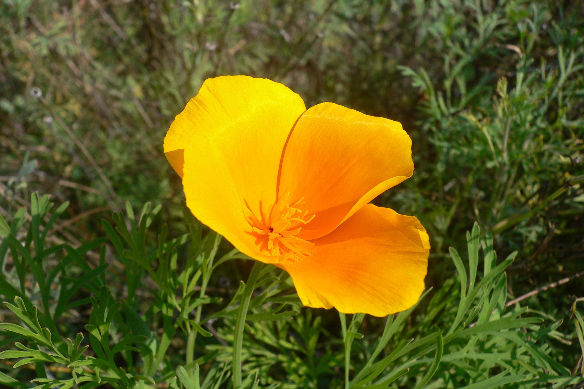 Panasonic DMC-FX7 sample photo. Kalifornischer mohn (eschscholzia californica) photography